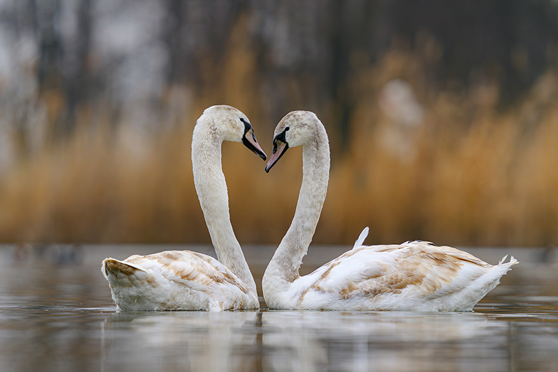 Zdjęcia przykładowe z Sigma S 300-600 mm F4 DG OS na Sony A7R V - Dariusz Breś