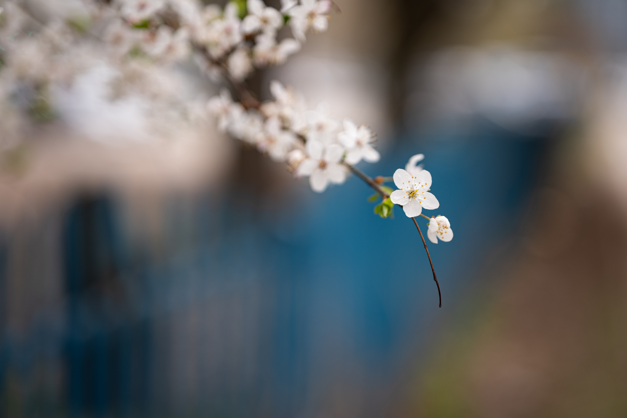 TTArtisan AF 75mm F2 ED L-mount