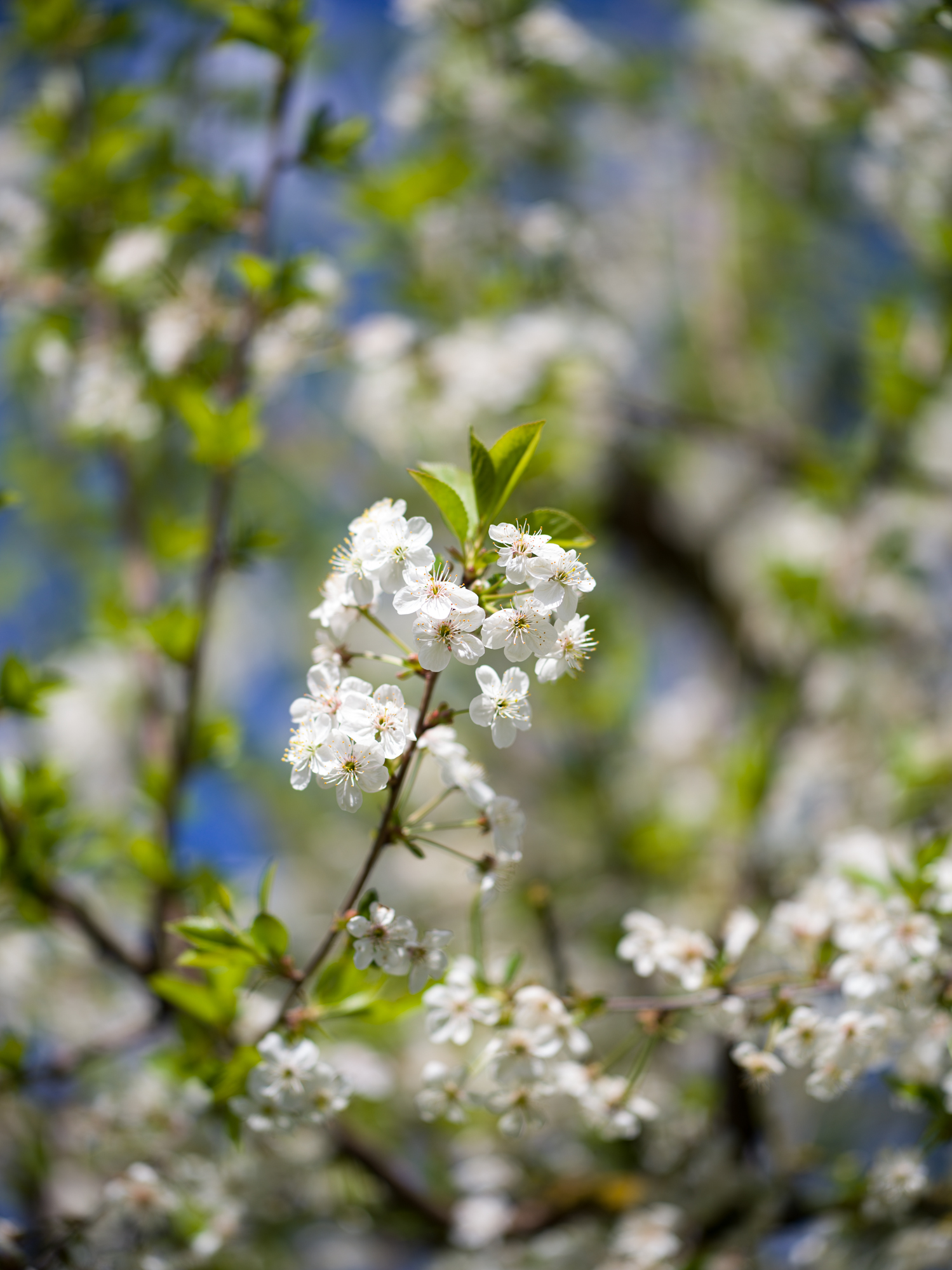 Hasselblad XCD 80mm f1.9