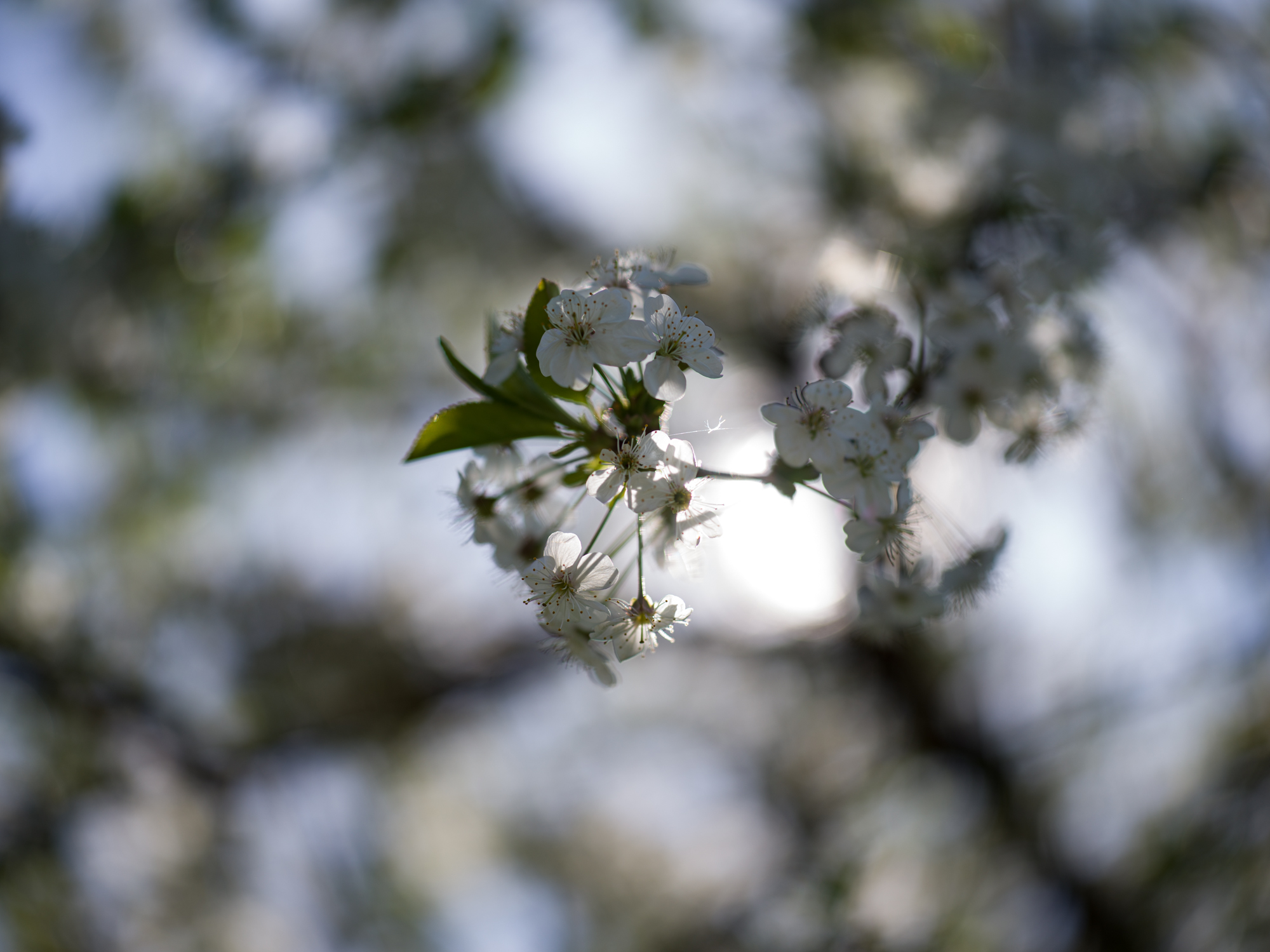 Hasselblad XCD 80mm f1.9