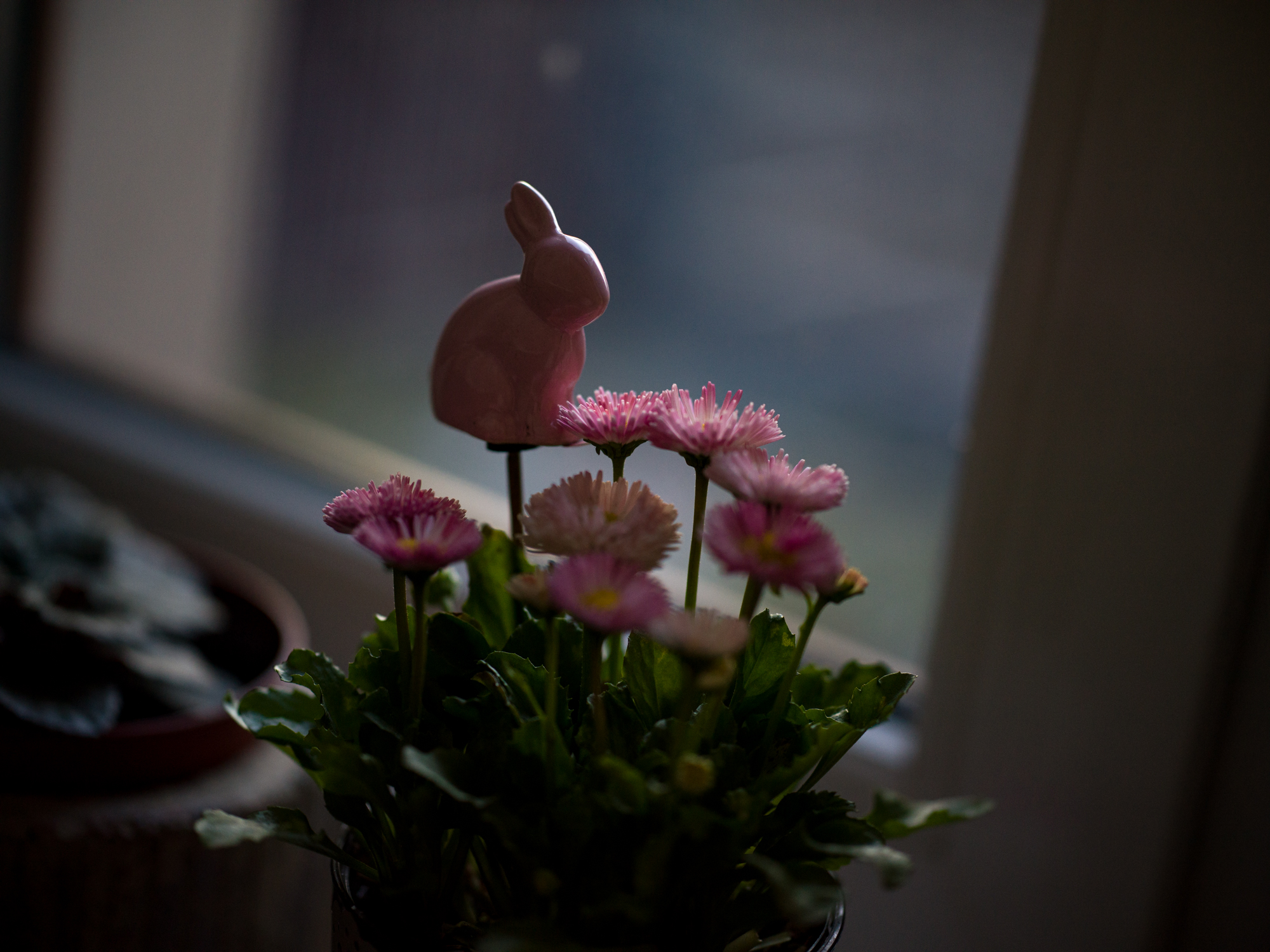 Hasselblad XCD 80mm f1.9