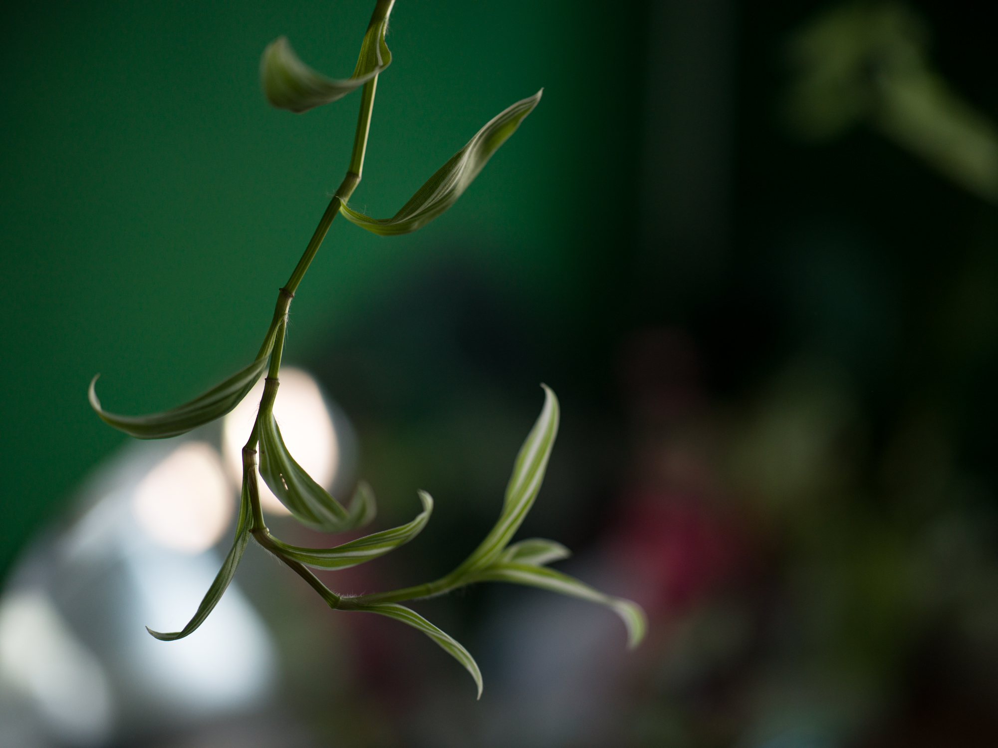 Hasselblad XCD 80mm f1.9