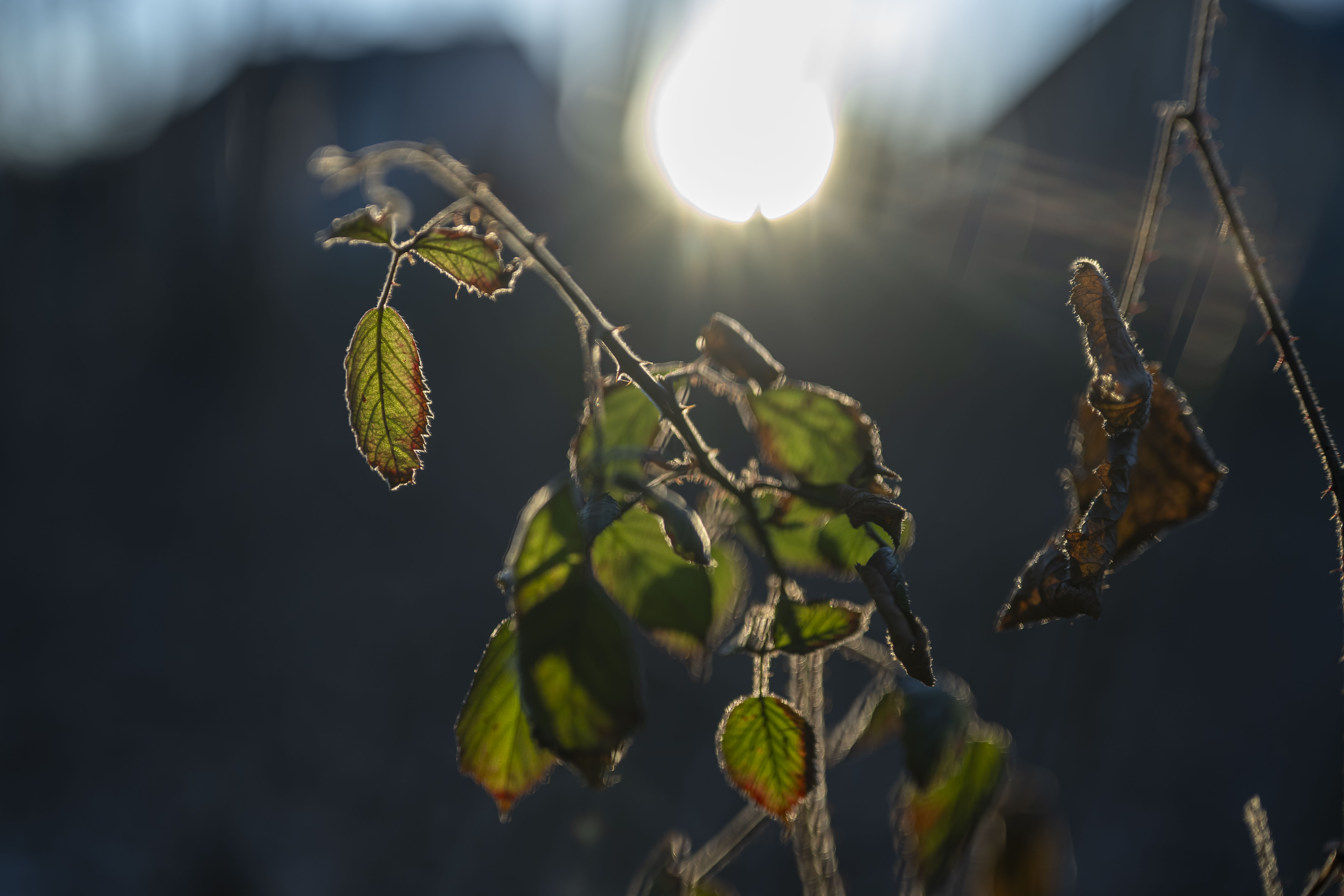 Nikon Z6 III d