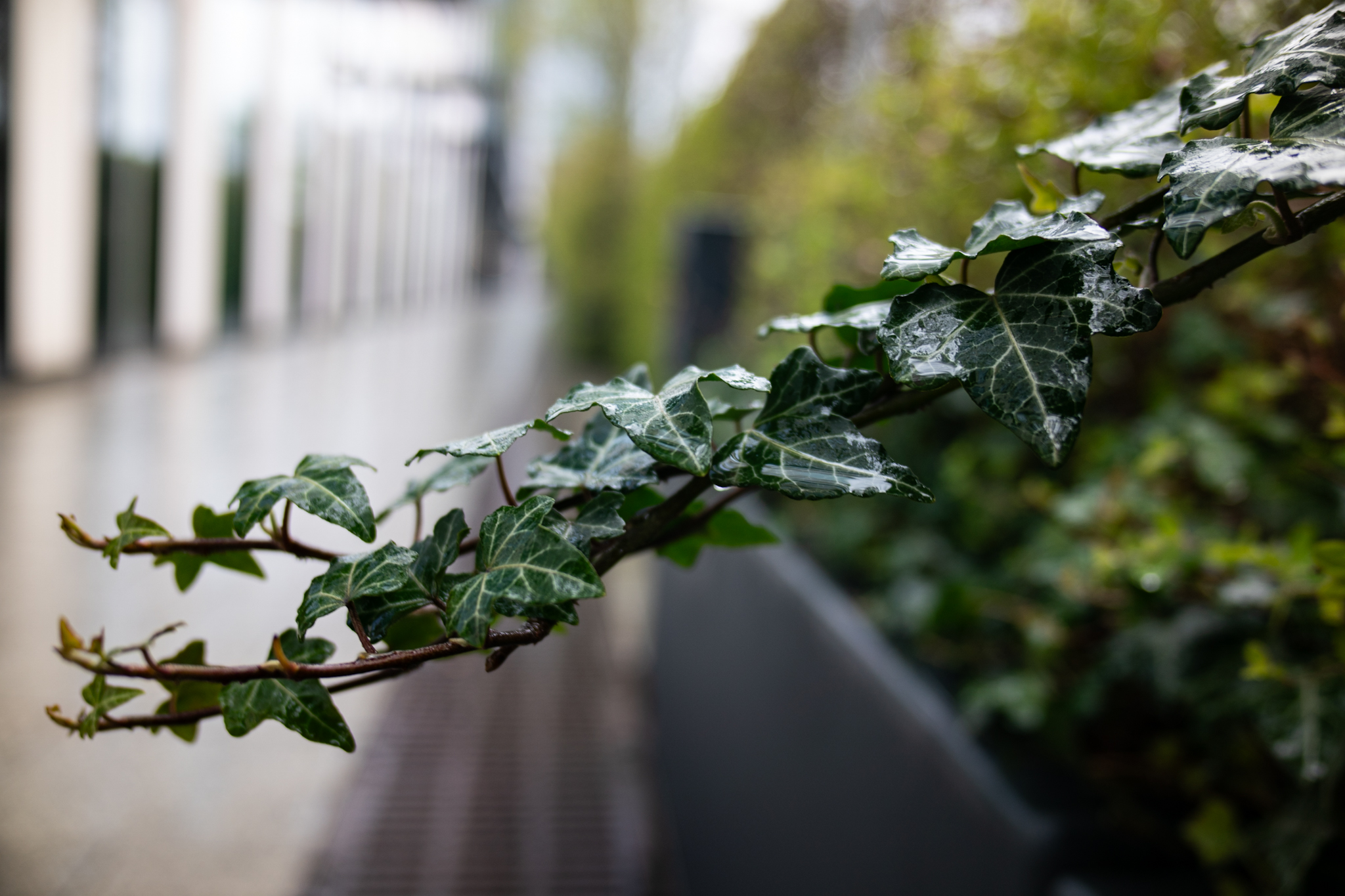 28mm F3.5 Samyang Remaster Slim