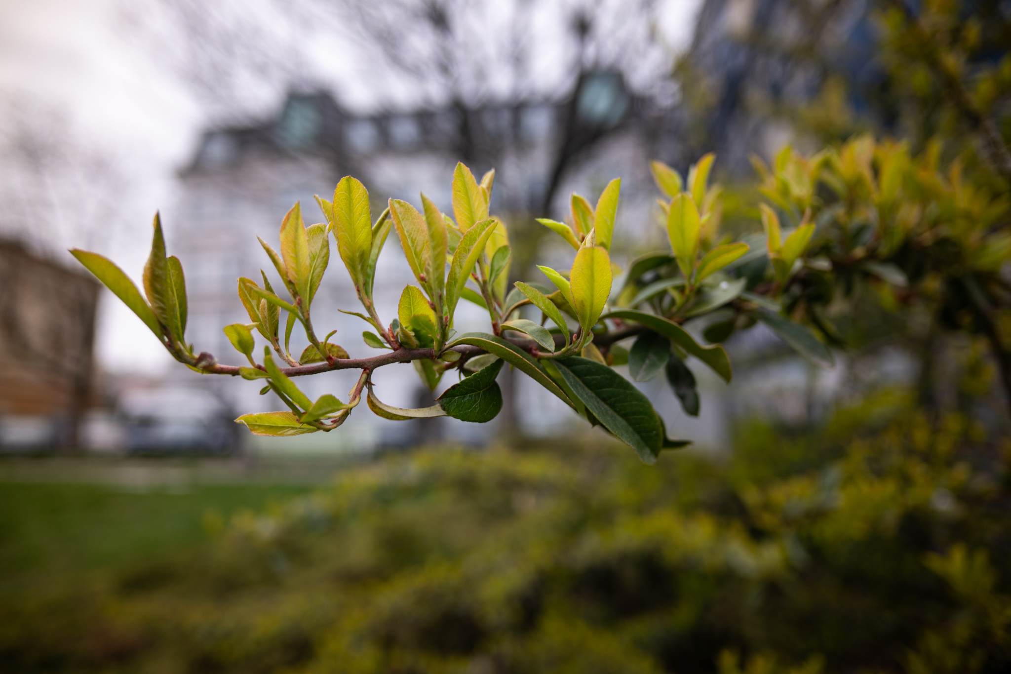 21mm F2.8 Samyang Remaster Slim