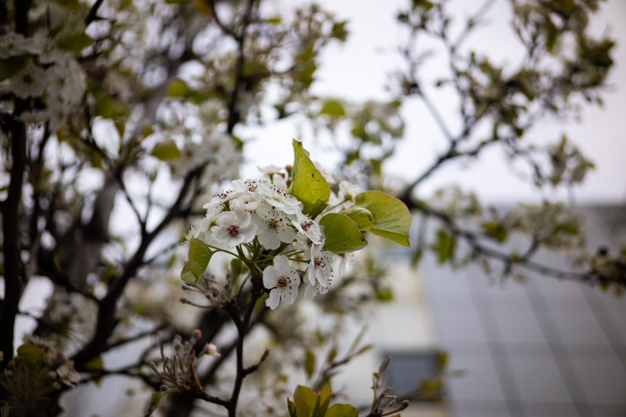 32mm F2.8 Samyang Remaster Slim