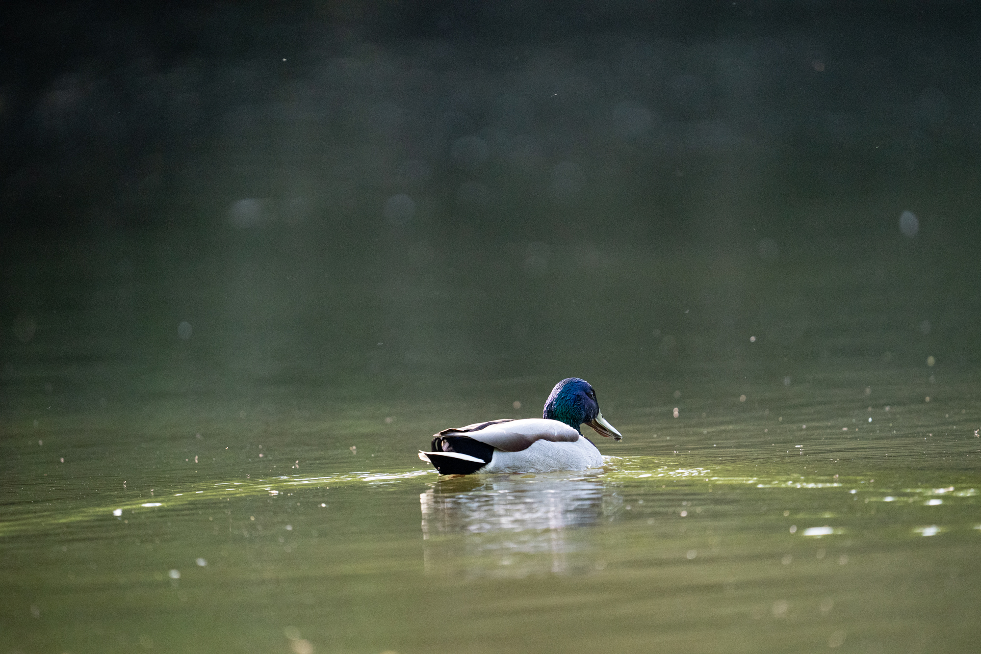 Sony FE 600mm F4 GM OSS