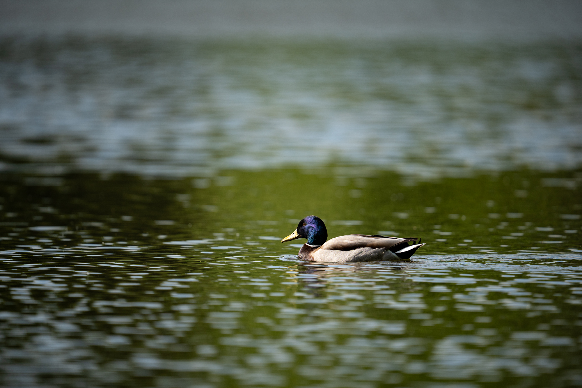 Sony FE 600mm F4 GM OSS