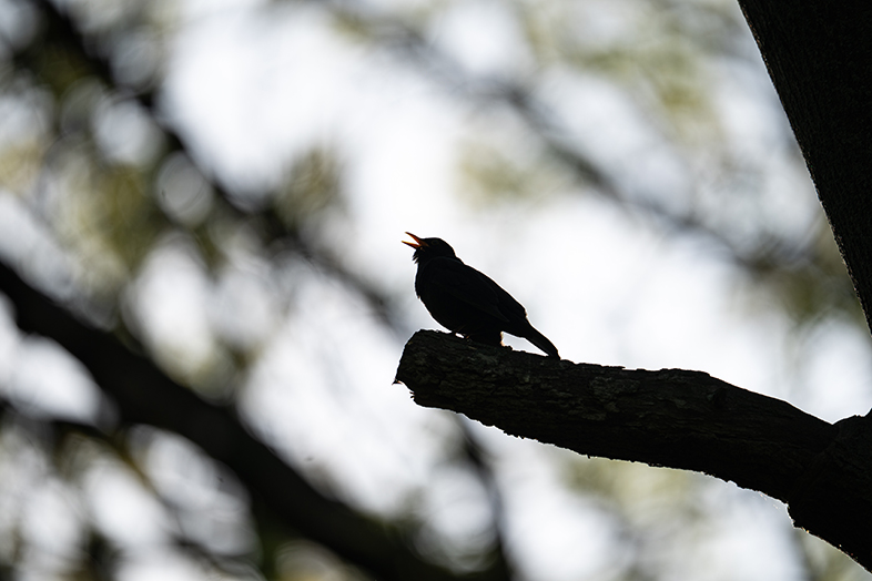 Sony FE 600mm F4 GM OSS 06730 Obrazek
