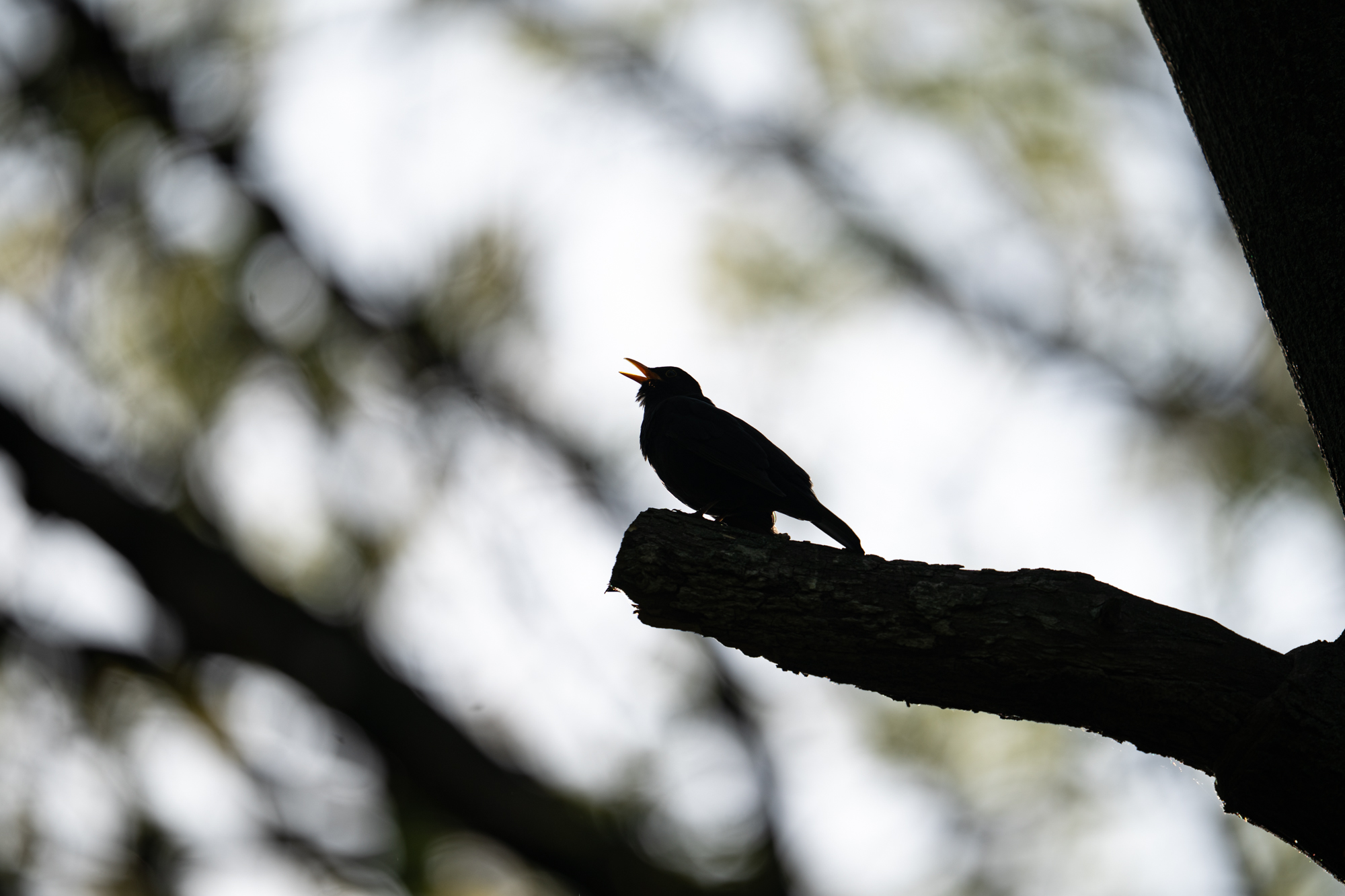 Sony FE 600mm F4 GM OSS