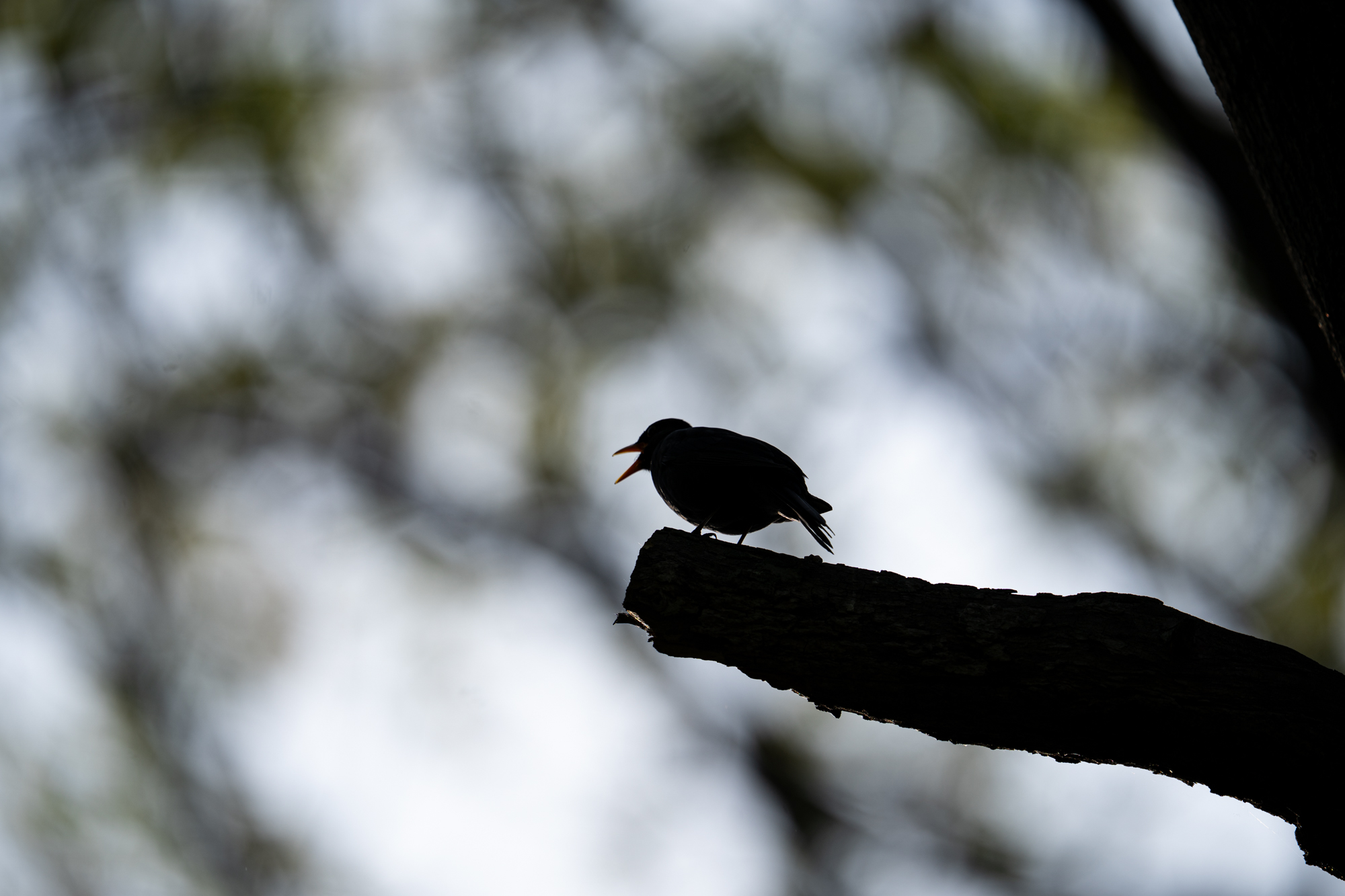 Sony FE 600mm F4 GM OSS