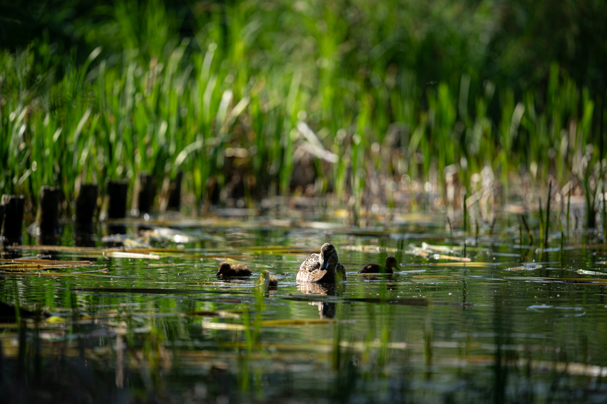 Sony FE 600mm F4 GM OSS