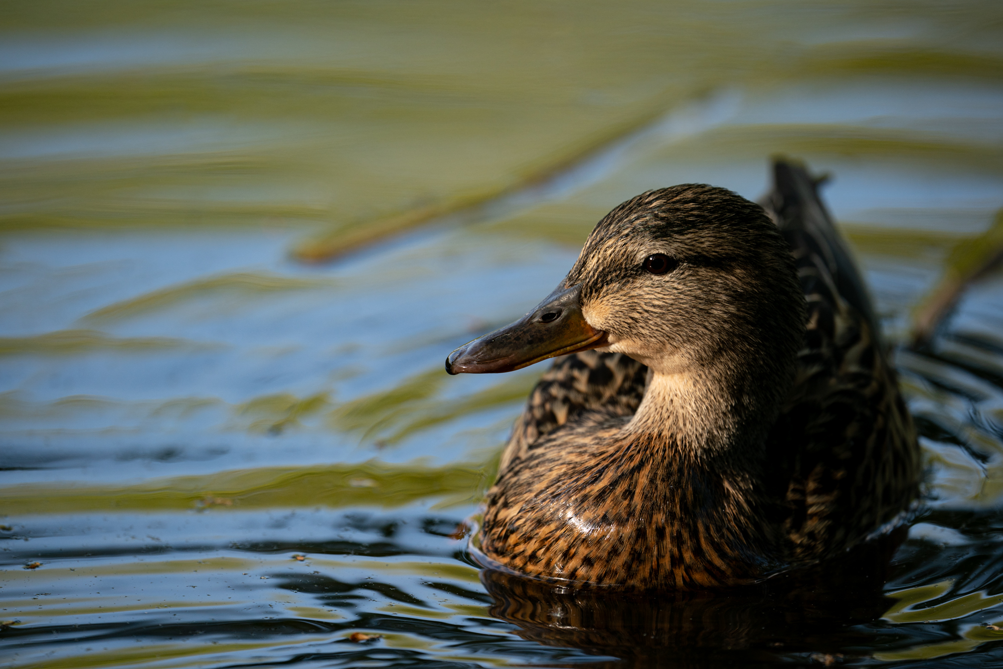 Sony FE 600mm F4 GM OSS