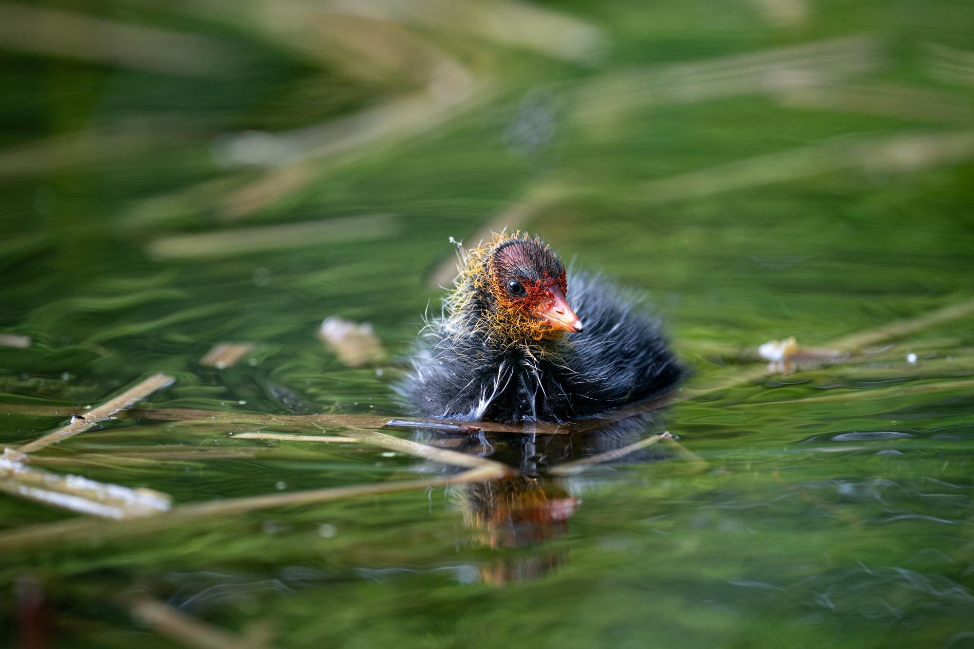 Sony FE 600mm F4 GM OSS