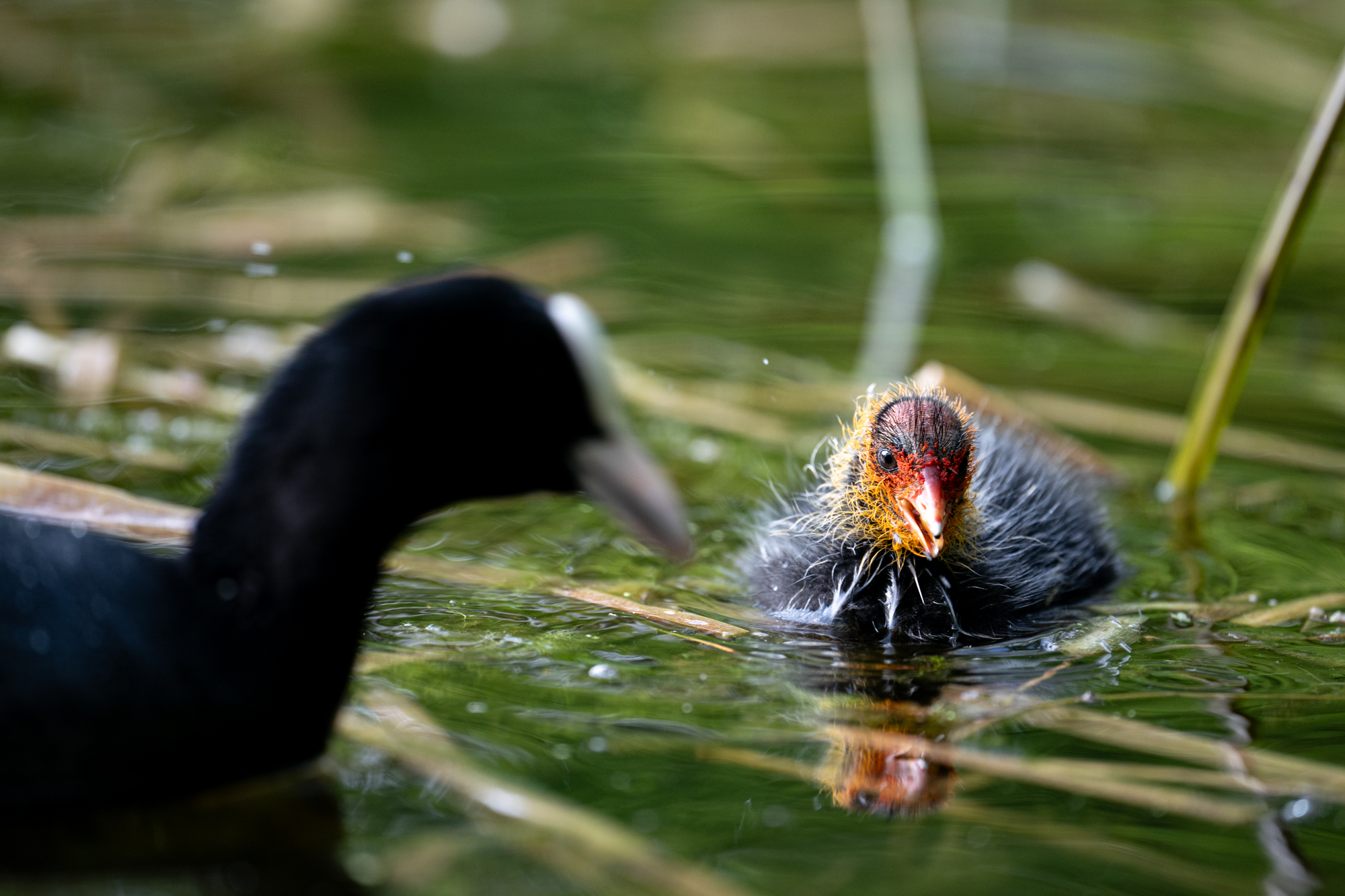 Sony FE 600mm F4 GM OSS