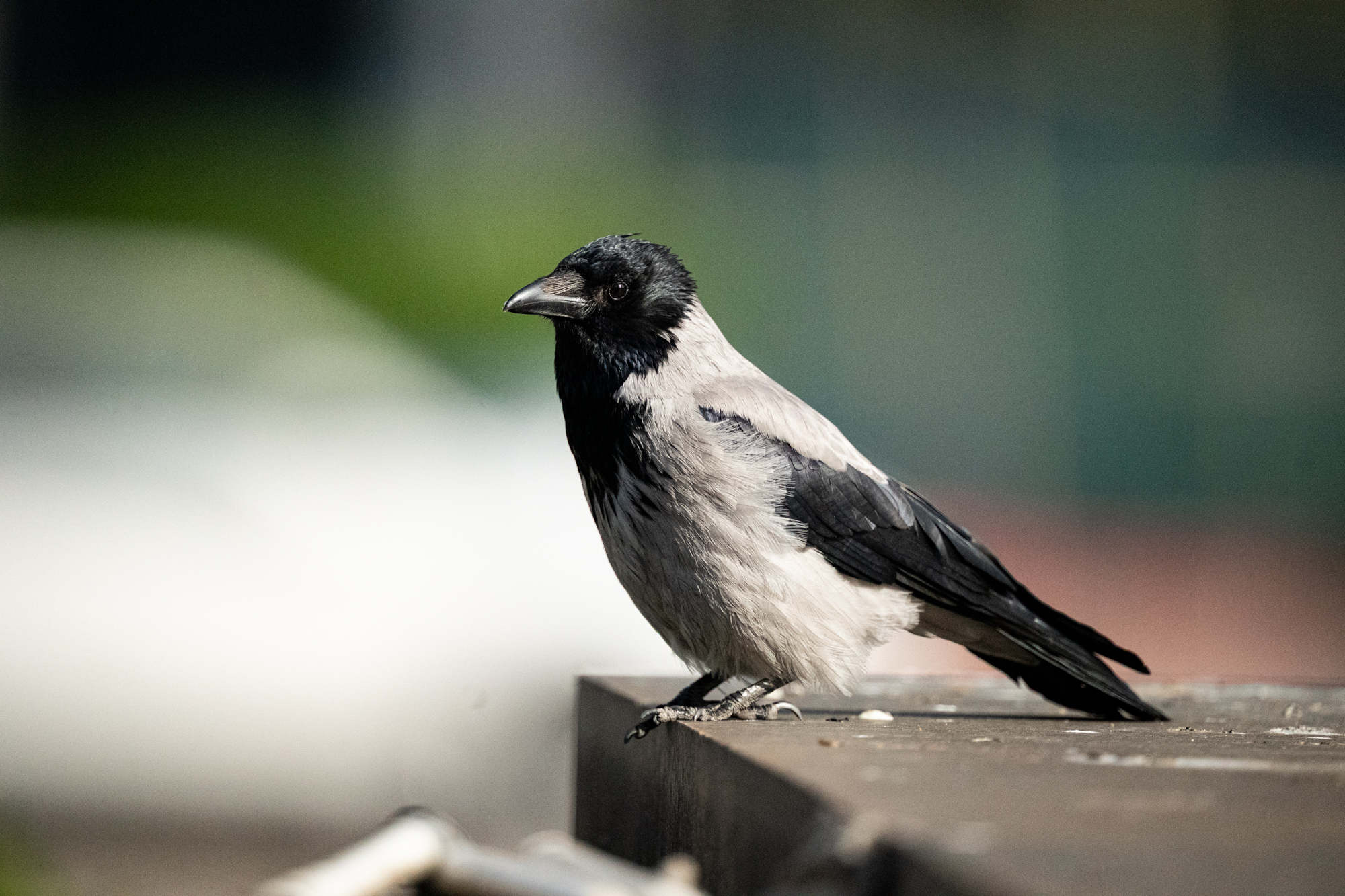 Sigma S 300-600mm F4 DG OS Sports