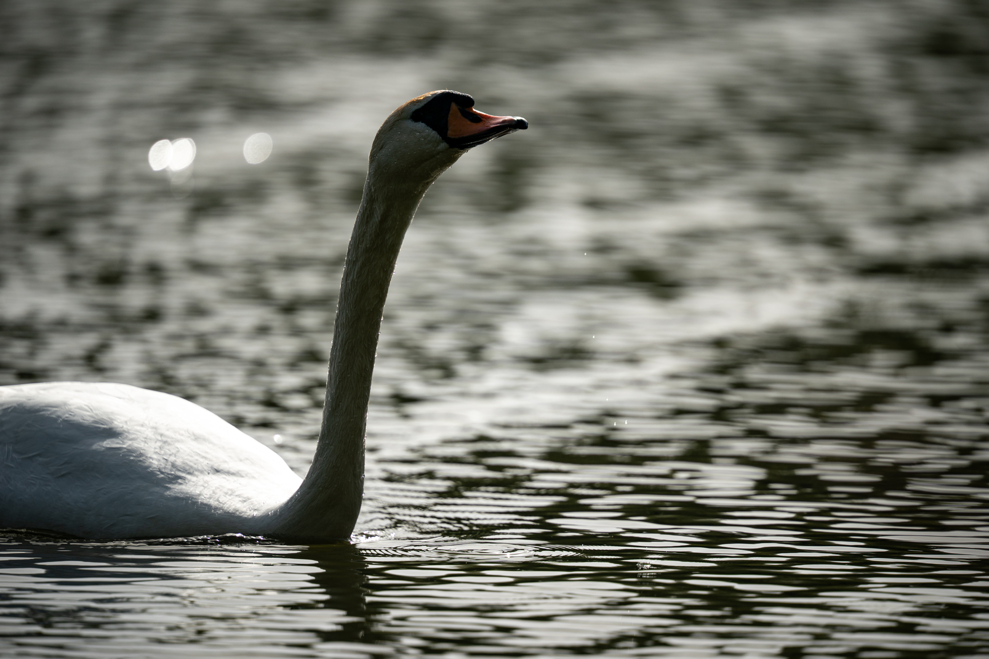 Sigma S 300-600mm F4 DG OS Sports
