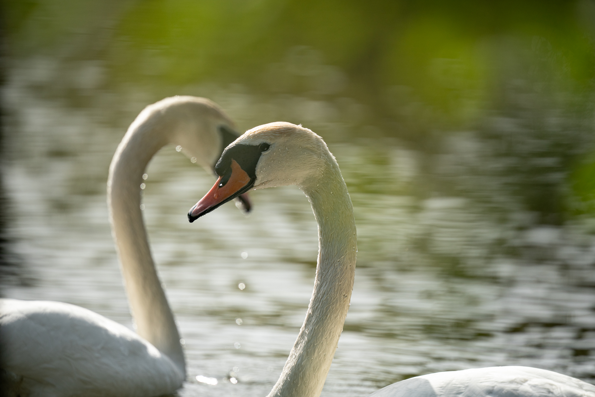 Sigma S 300-600mm F4 DG OS Sports