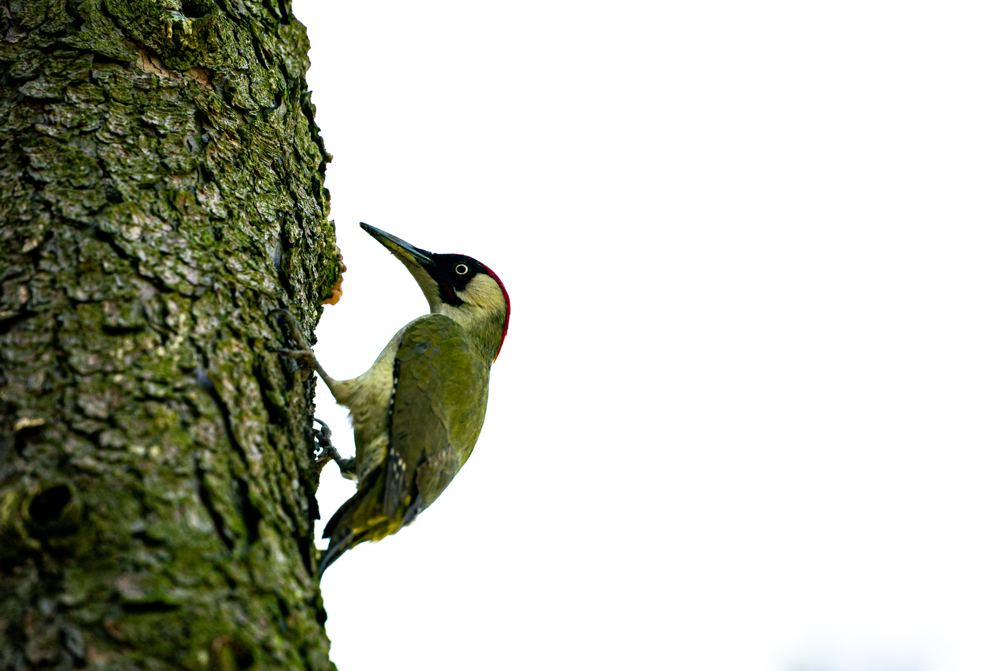 Sigma S 300-600mm F4 DG OS Sports