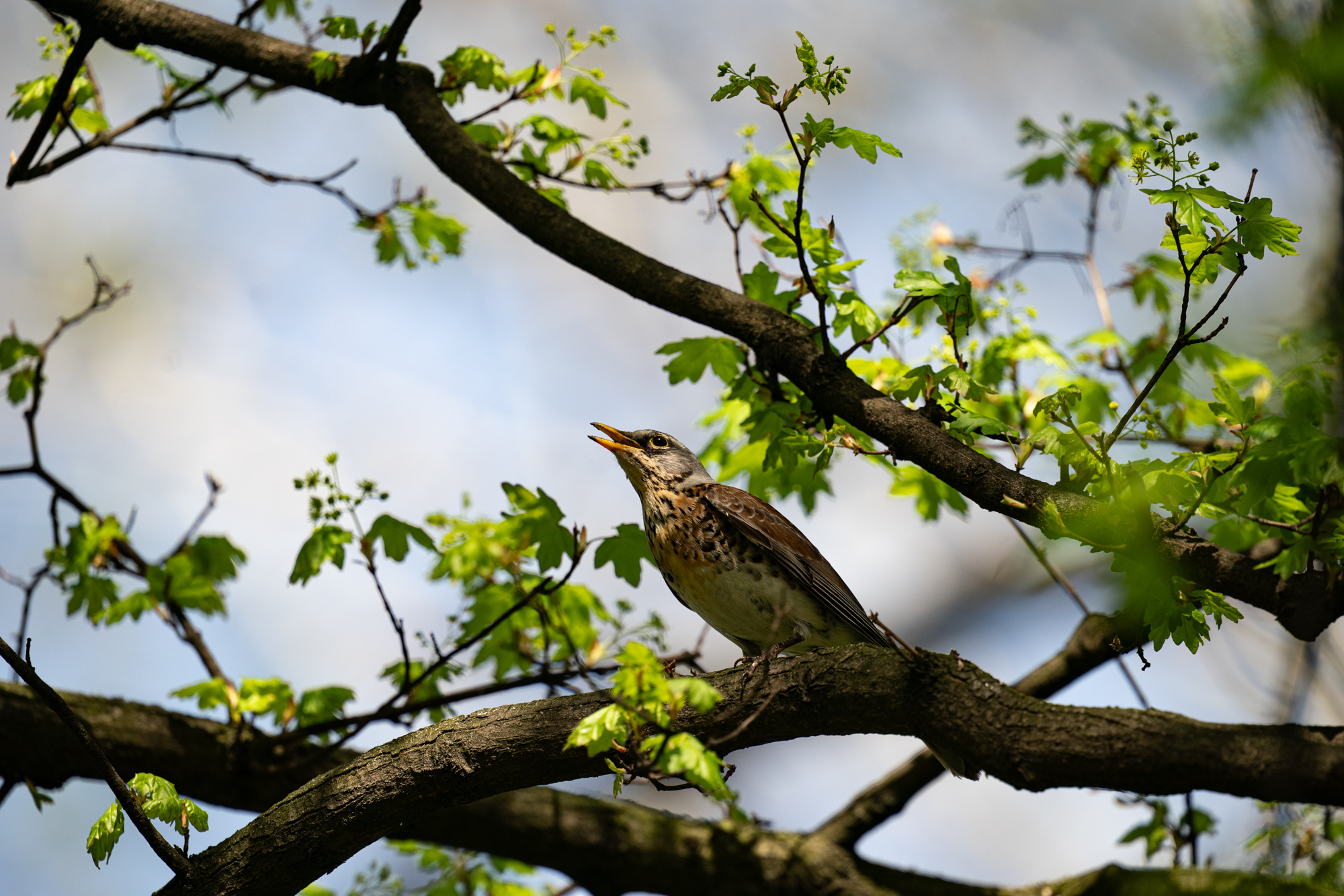 Sigma S 300-600mm F4 DG OS Sports