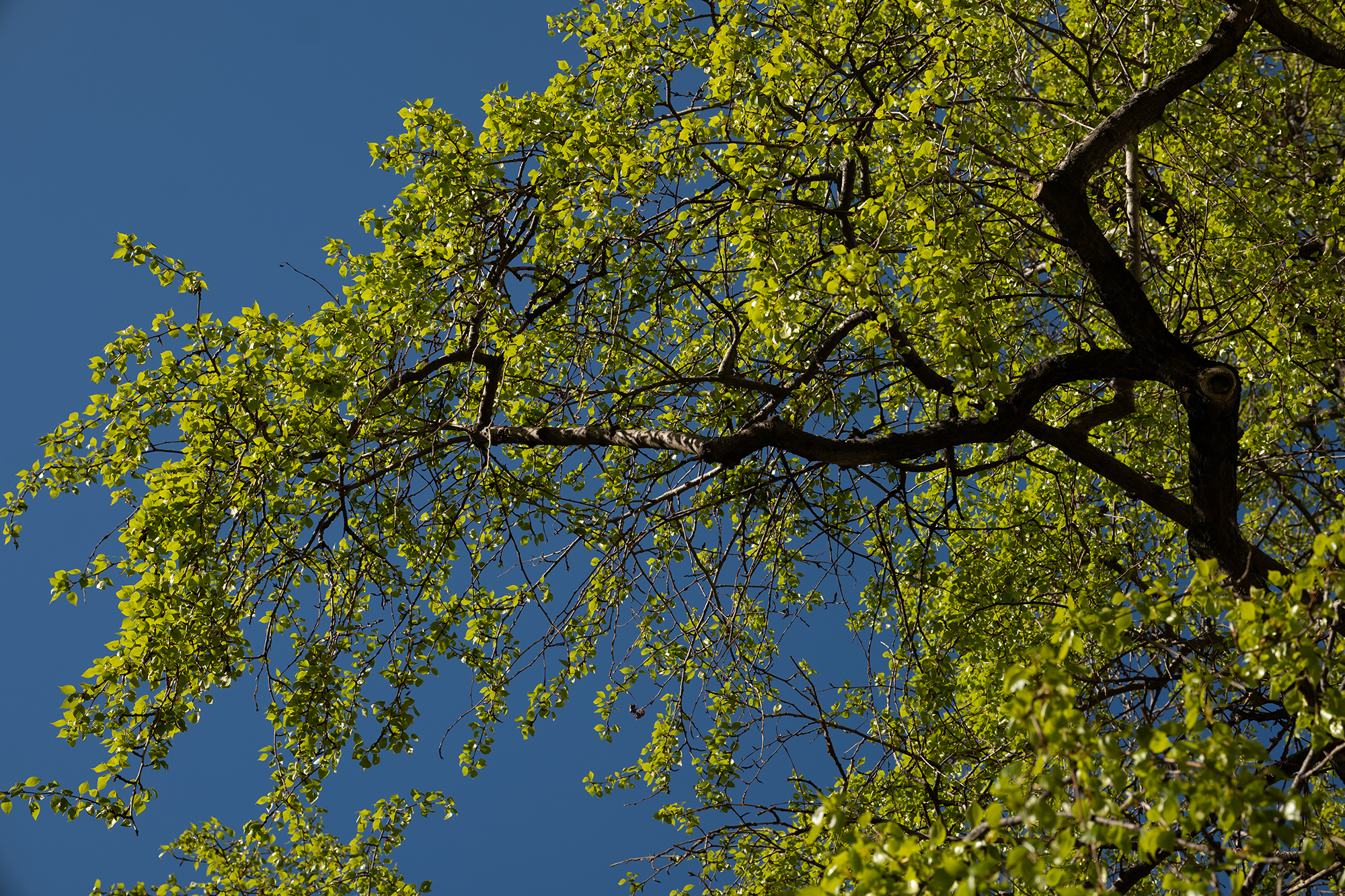 Panasonic Lumix S1, TTArtisan AF 75mm F2 ED