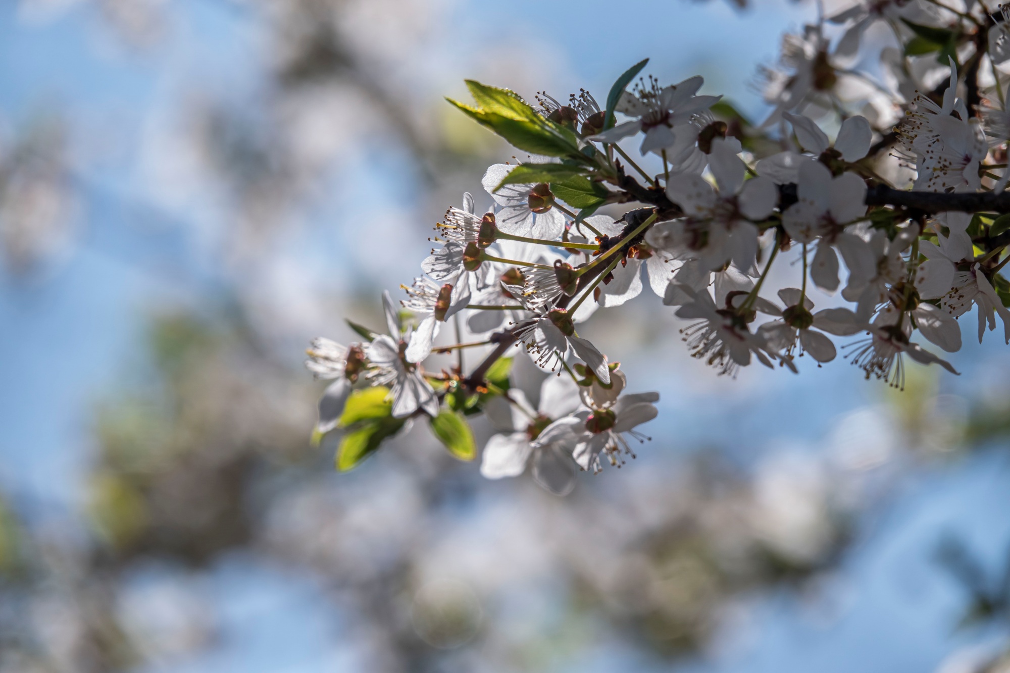 Sony Cyber-shot RX10 IV l