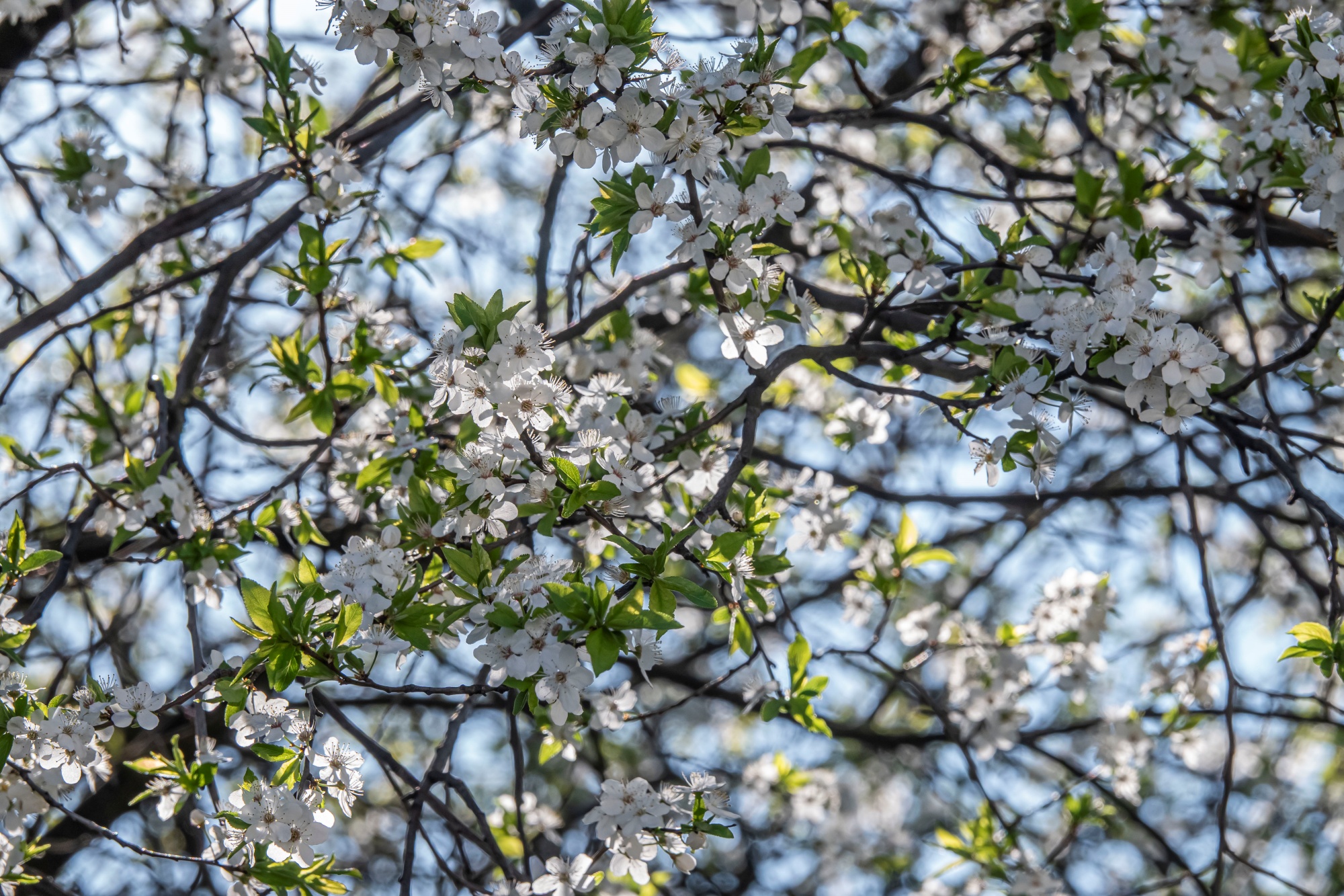 Sony Cyber-shot RX10 IV g