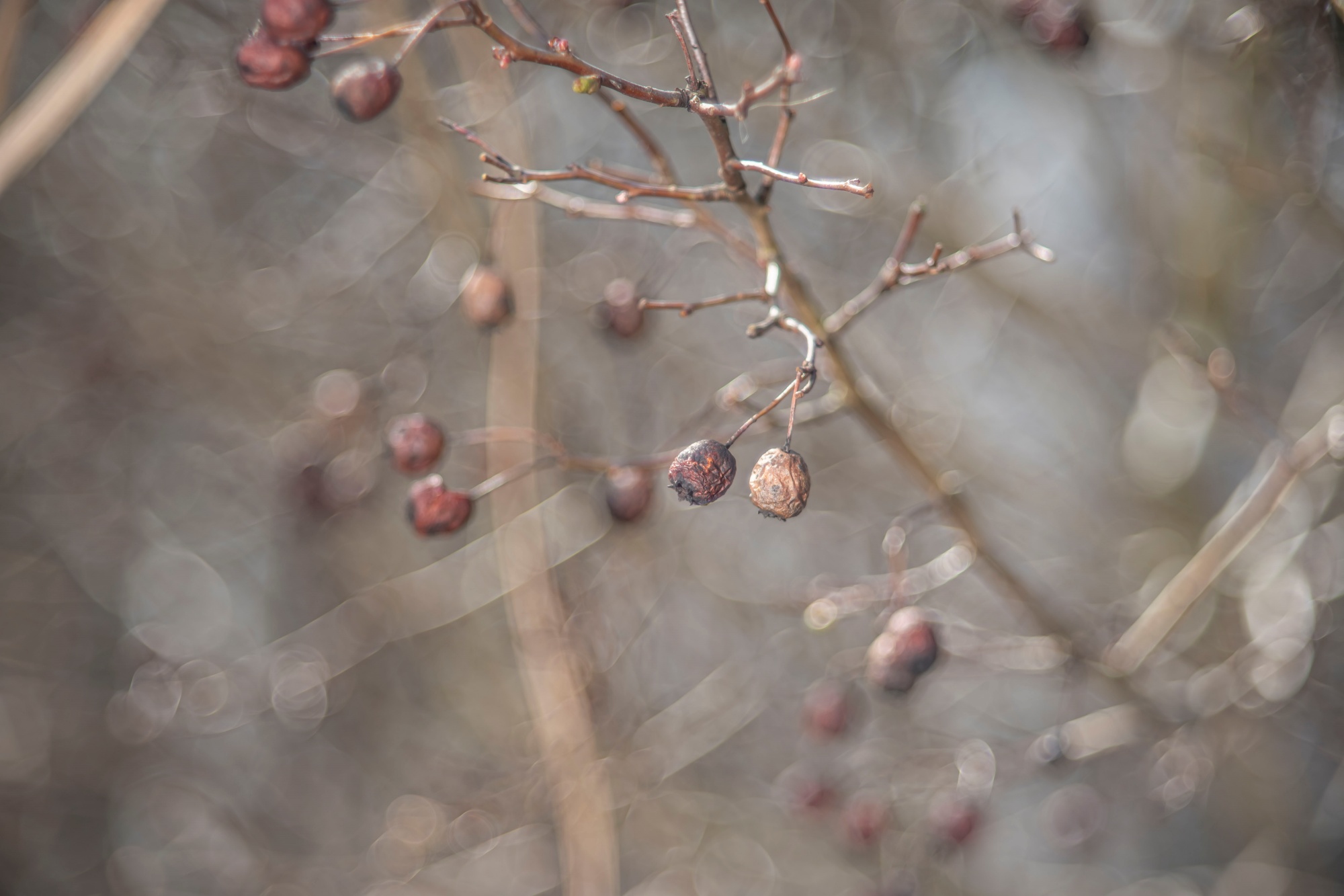 TTArtisan 100mm F2.8 Bubble Bokeh Leica M Dsc1354