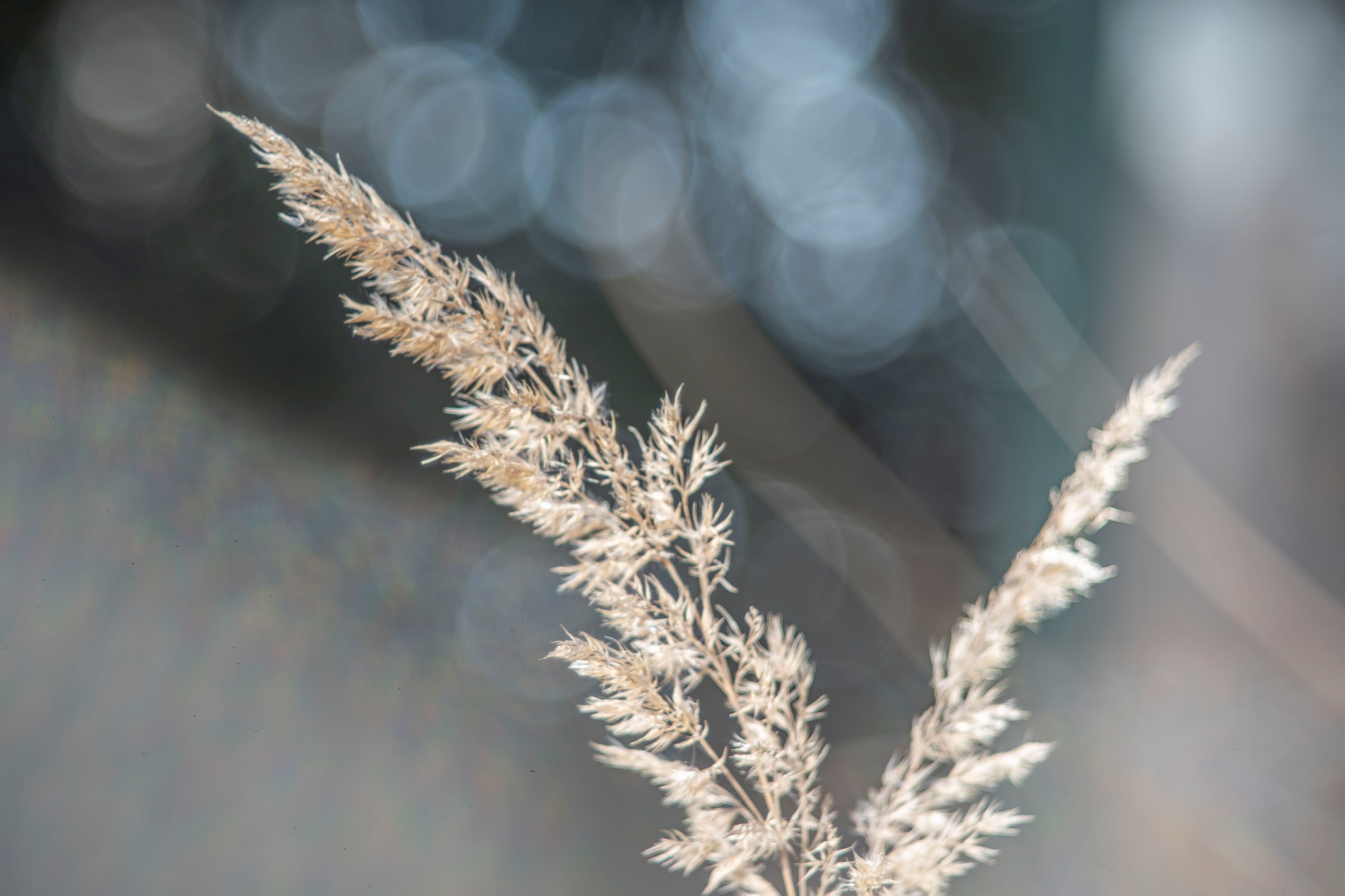 TTArtisan 100mm F2.8 Bubble Bokeh Leica M Dsc1355