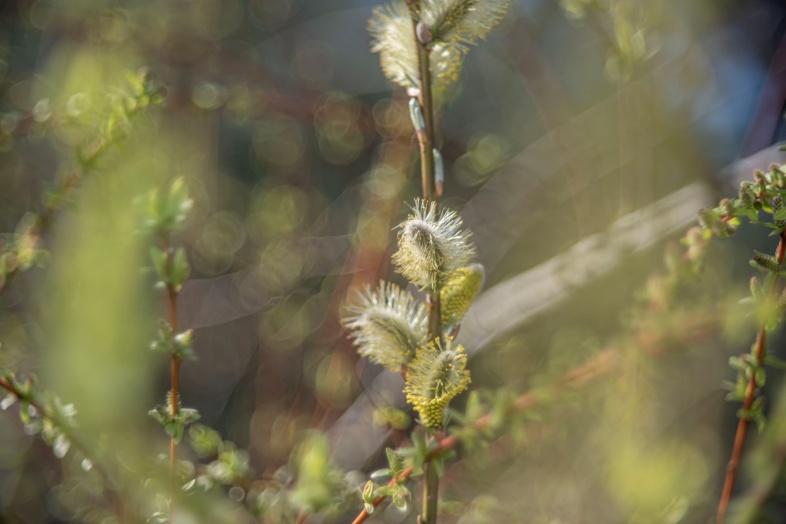 TTArtisan 100mm F2.8 Bubble Bokeh Leica M Dsc1362