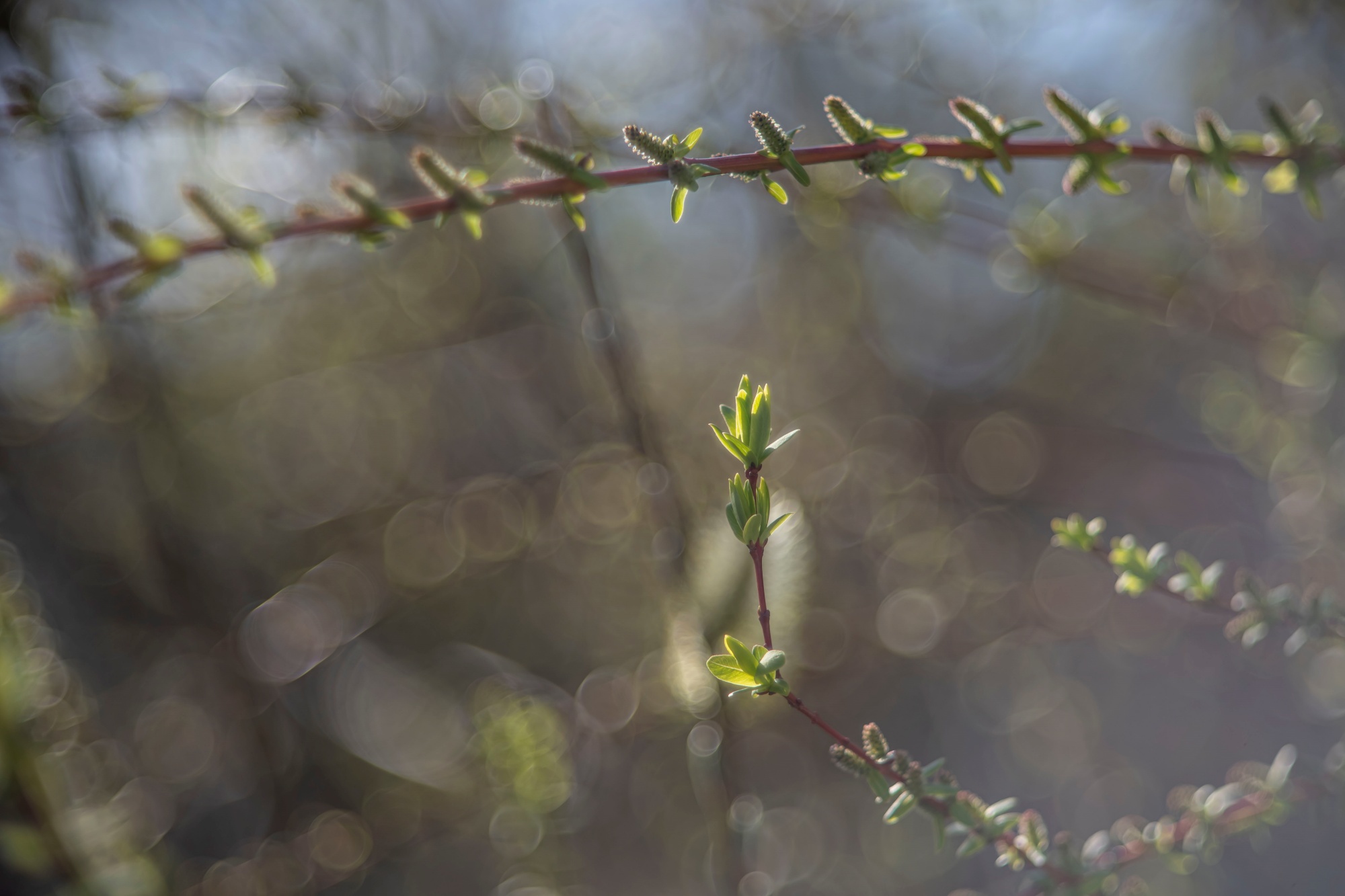 TTArtisan 100mm F2.8 Bubble Bokeh Leica M Dsc1365