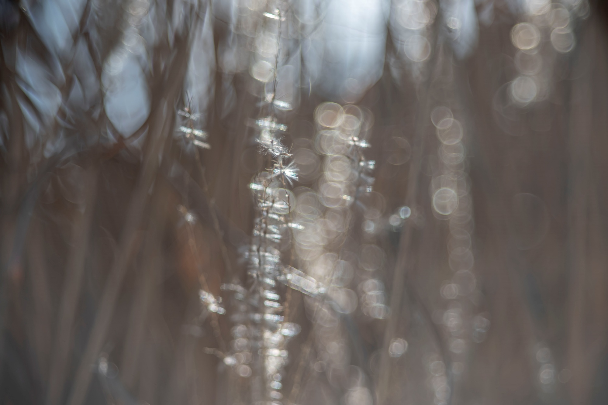 TTArtisan 100mm F2.8 Bubble Bokeh Leica M Dsc1388