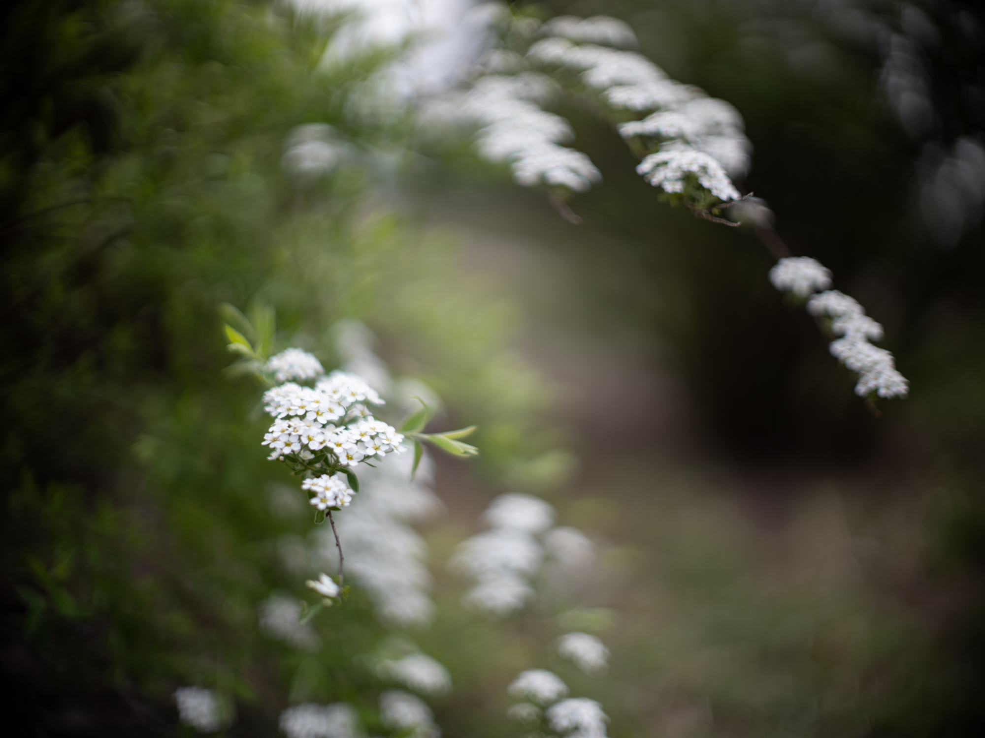 Minolta 58mm F1.2 Rokkor-PG MC