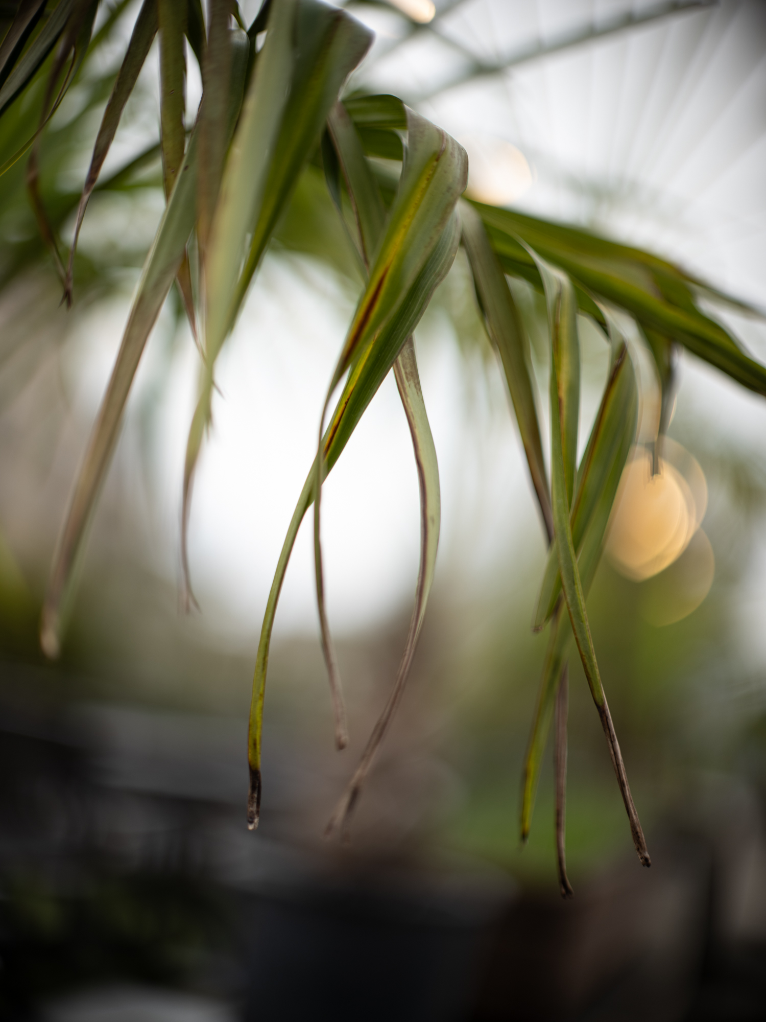 Minolta 58mm F1.2 Rokkor-PG MC