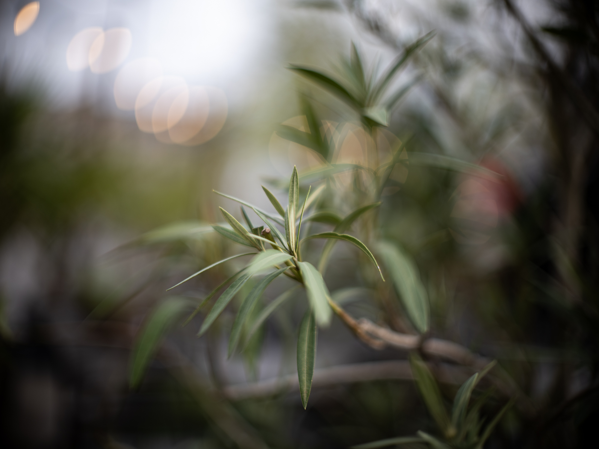 Minolta 58mm F1.2 Rokkor-PG MC