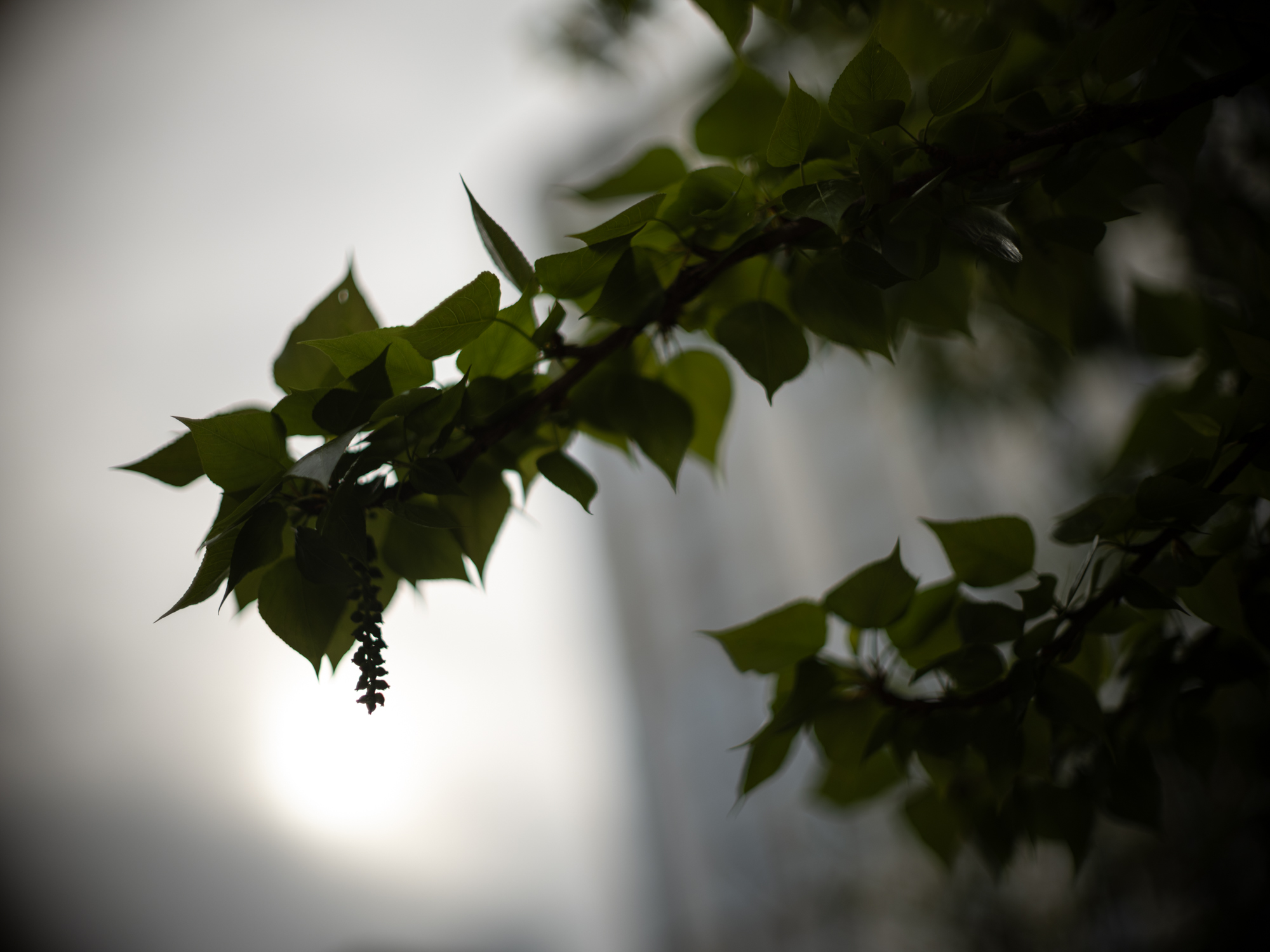 Minolta 58mm F1.2 Rokkor-PG MC