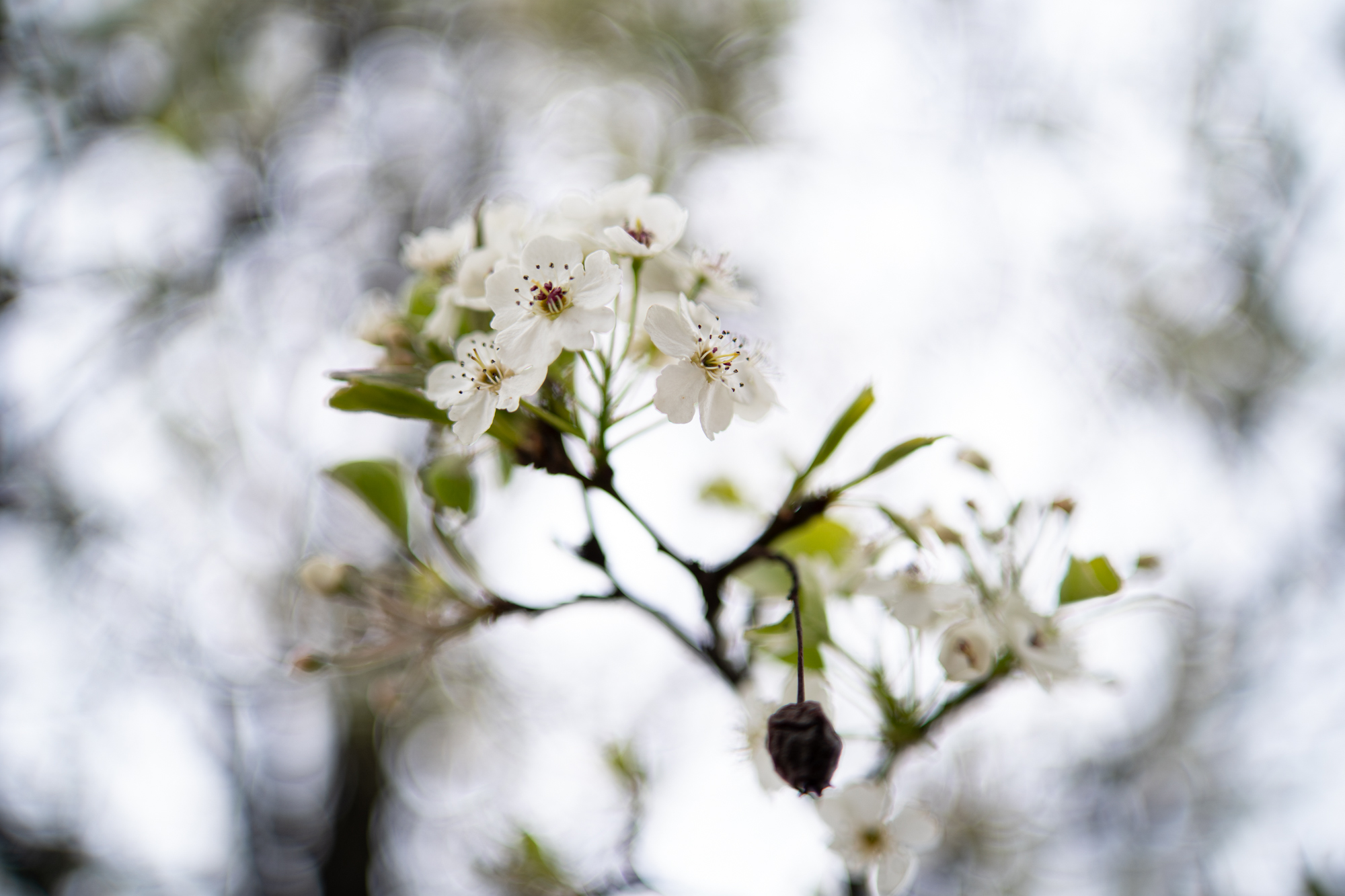 Samyang 35mm F1.4 P AF Sony FE i aparatu Sony A9 II
