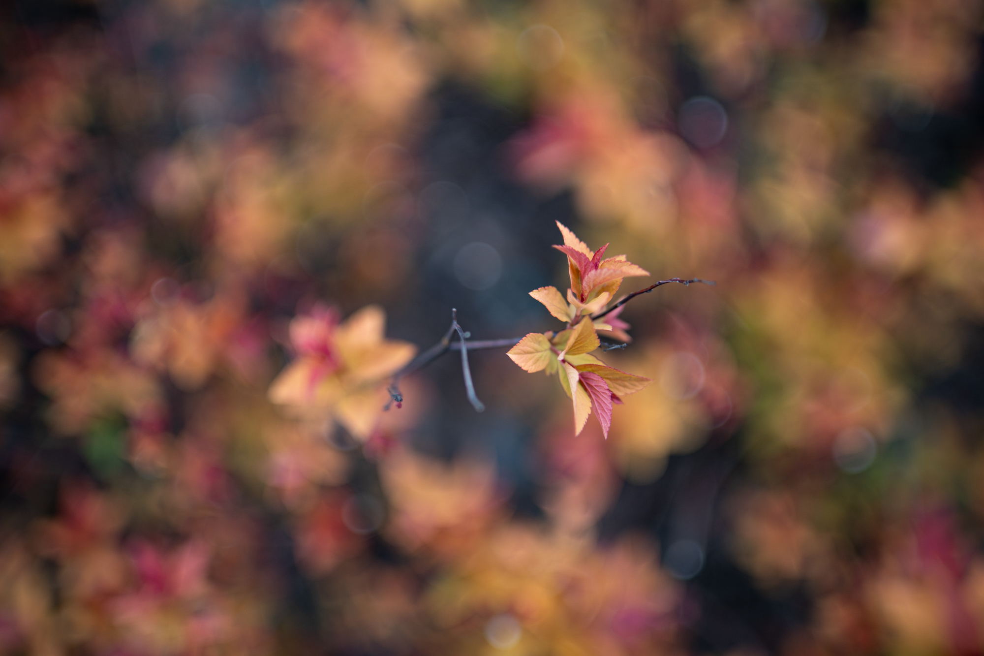 Samyang 35mm F1.4 P AF Sony FE i aparatu Sony A9 II