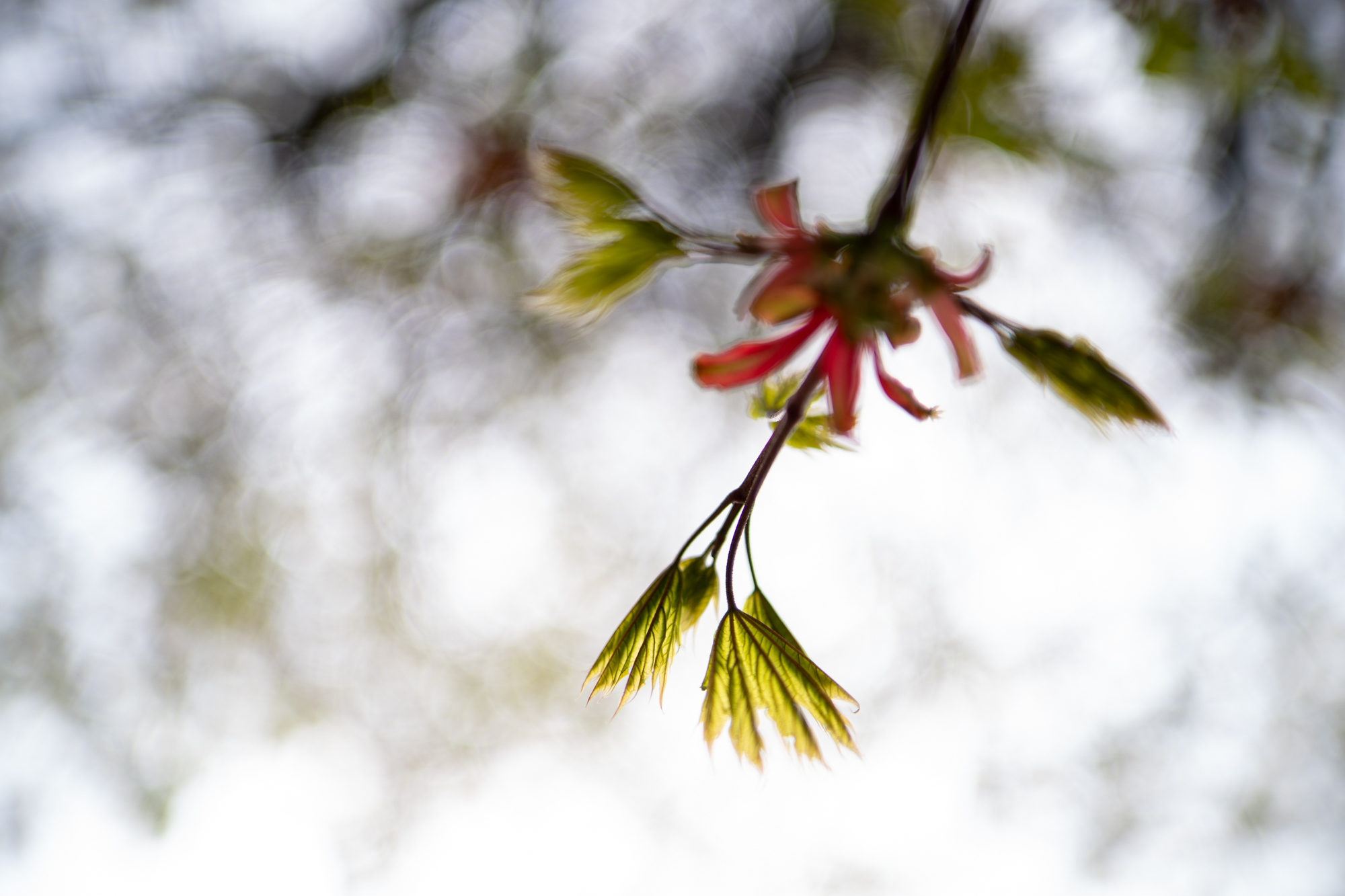 Samyang 35mm F1.4 P AF Sony FE i aparatu Sony A9 II