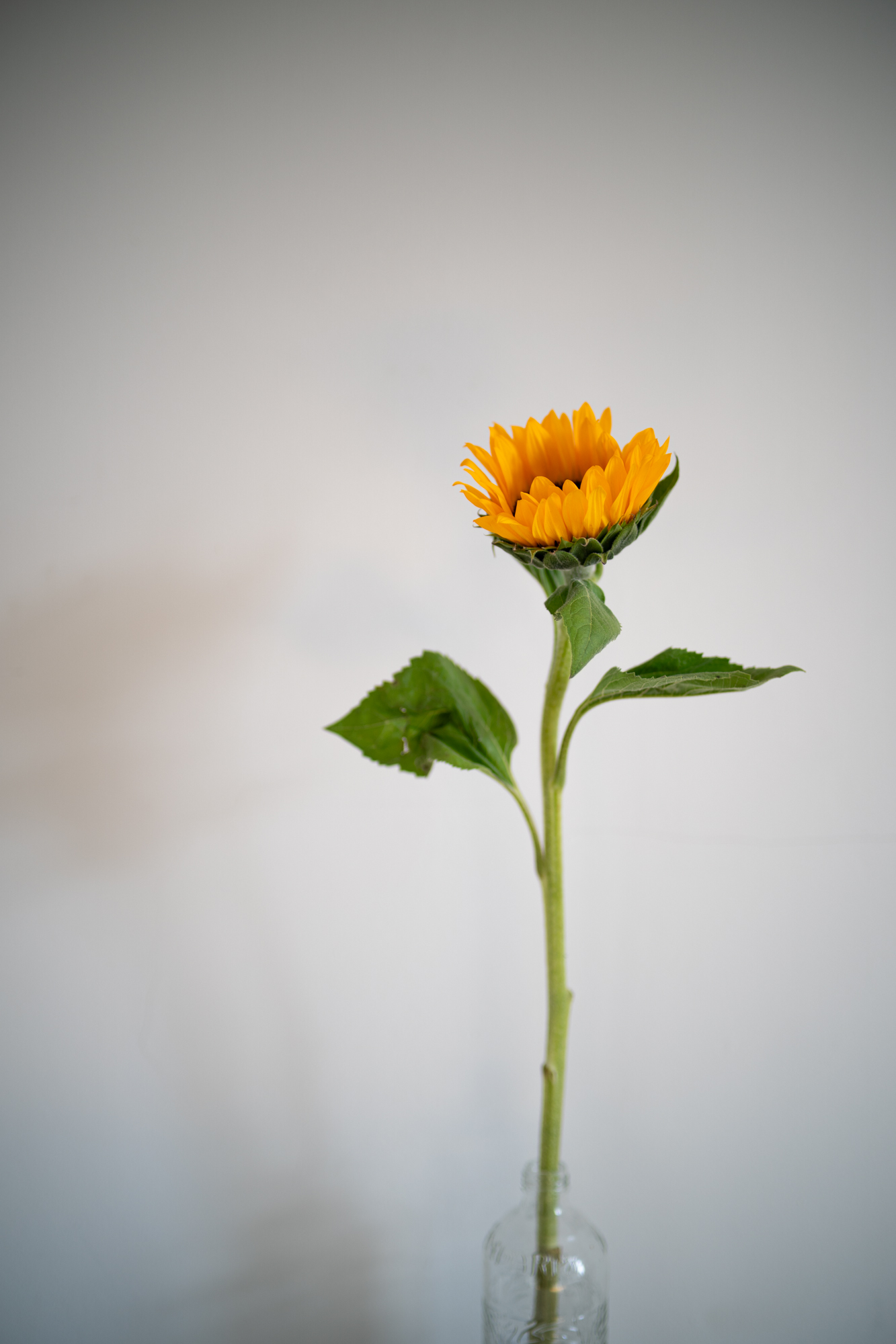 Samyang 35mm F1.4 P AF Sony FE i aparatu Sony A9 II