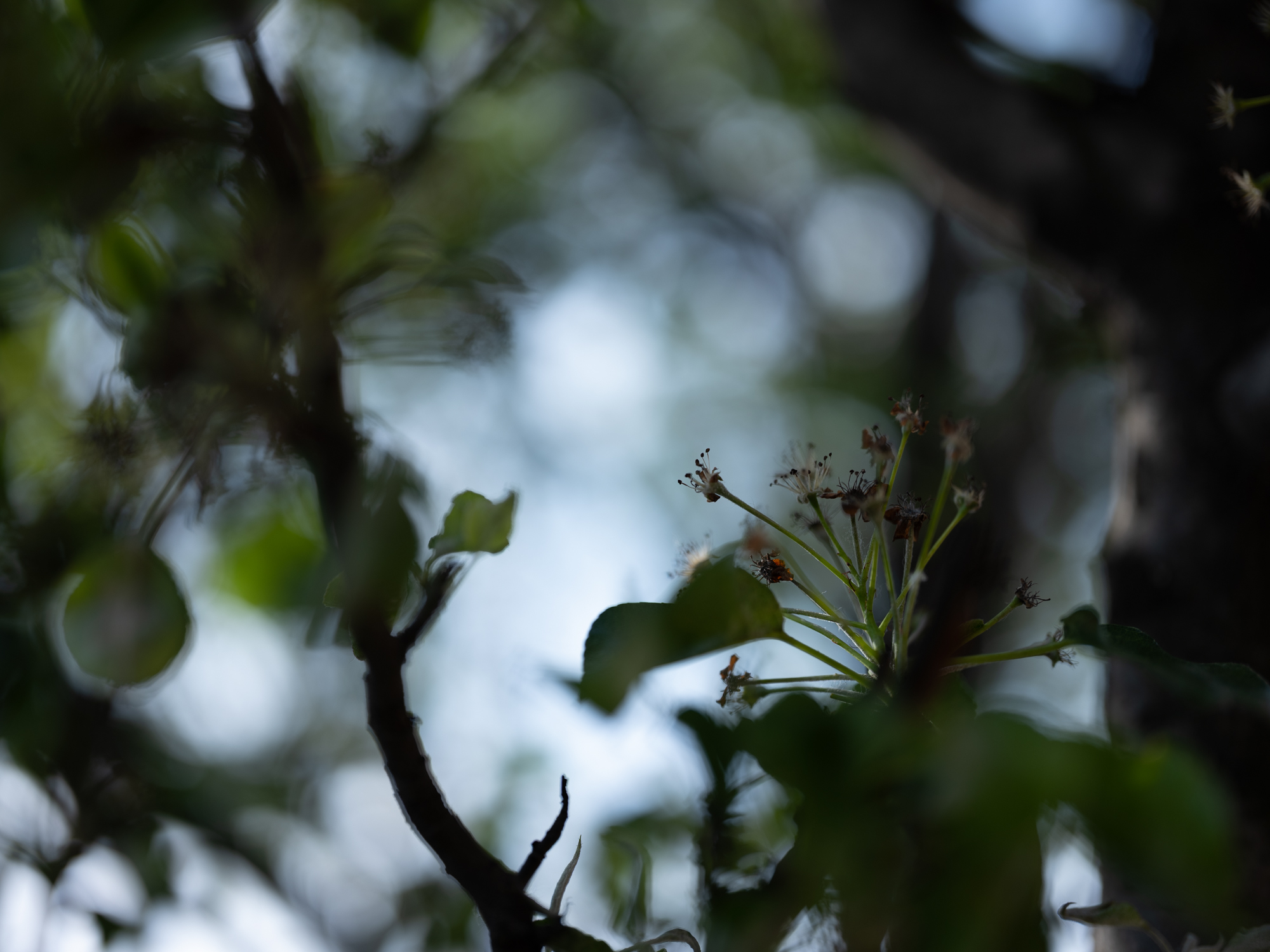 FujiFilm GF 55mm F1.7 R WR Fujinon