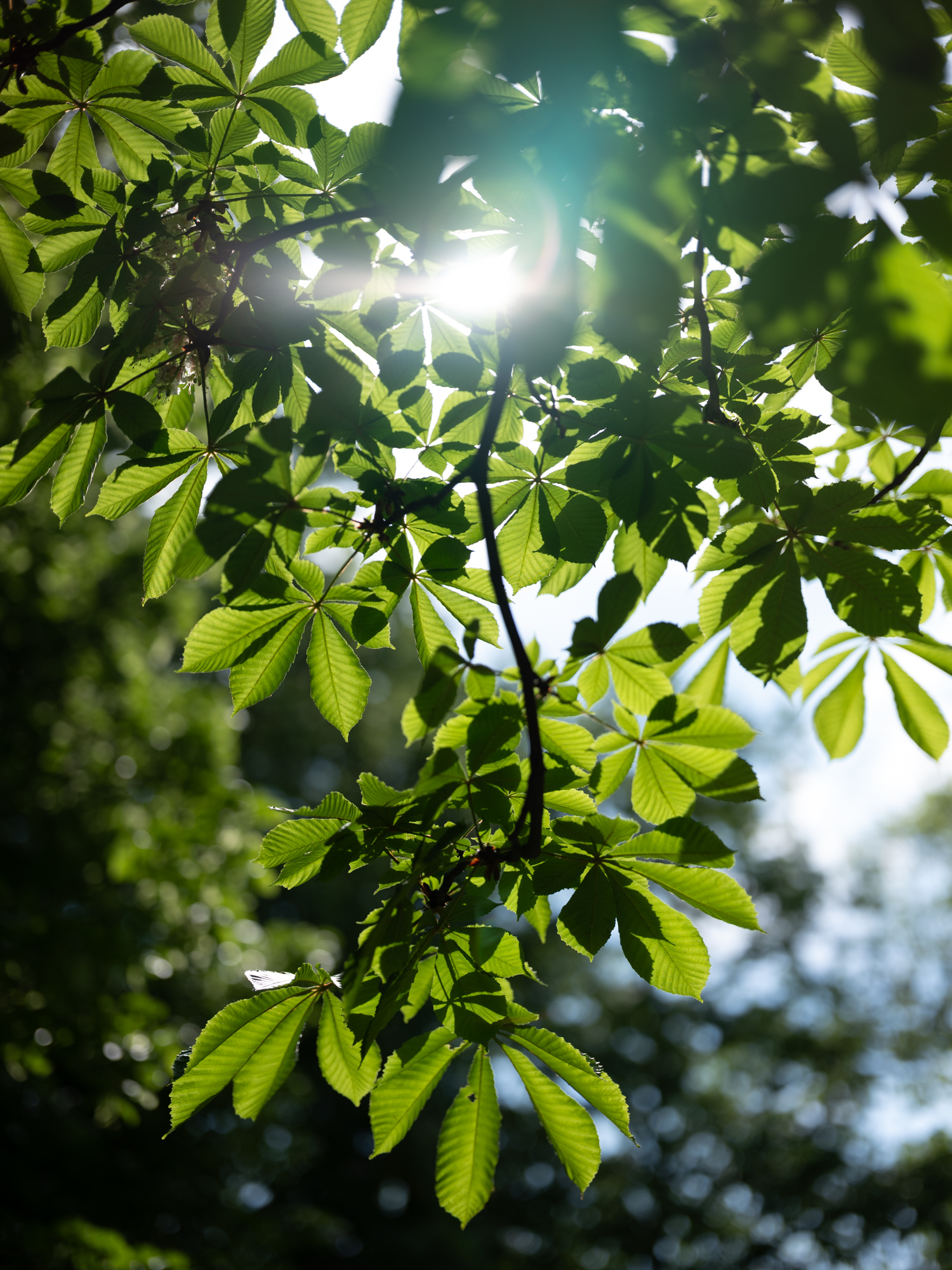 FujiFilm GF 55mm F1.7 R WR Fujinon