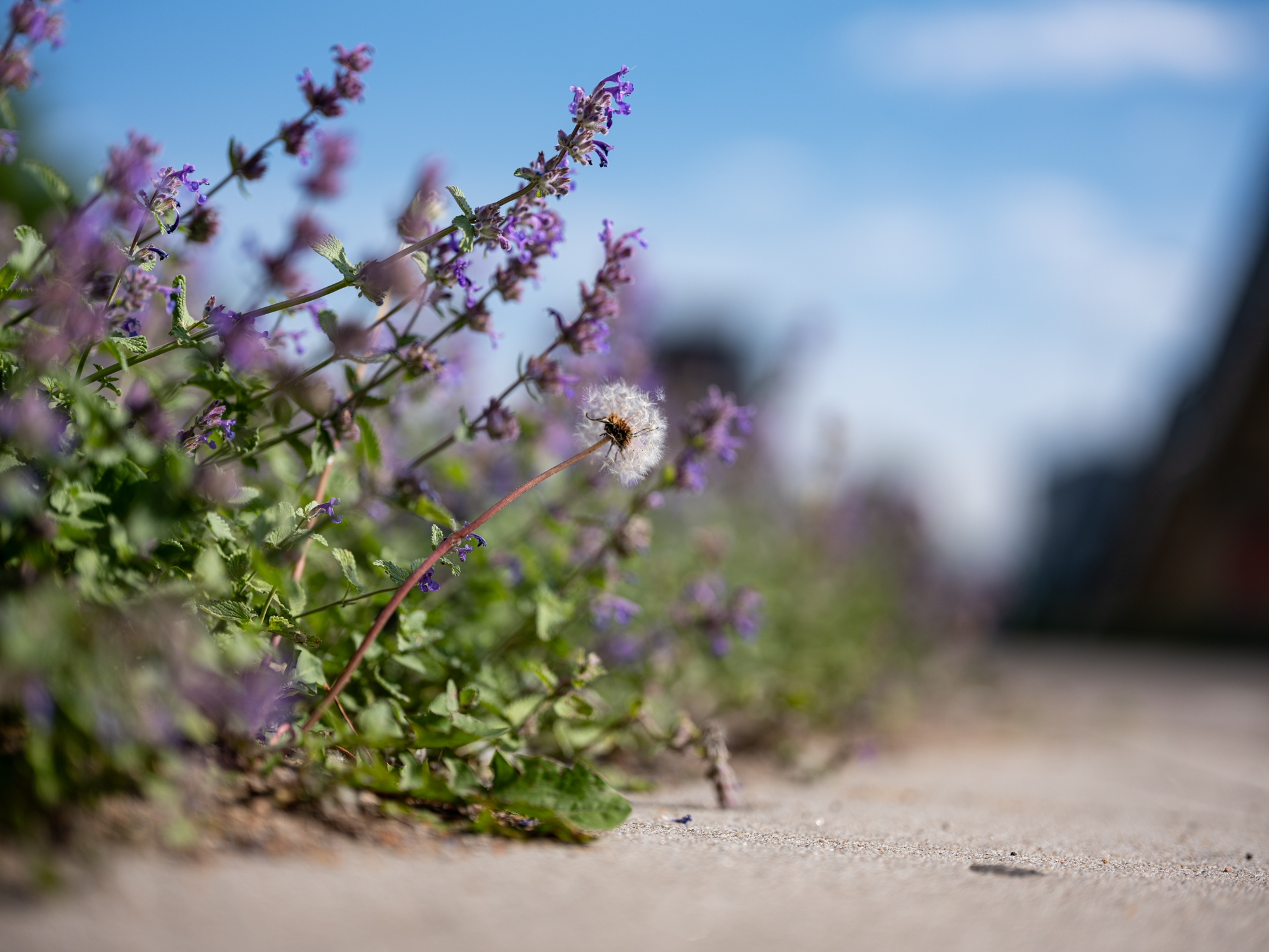 FujiFilm GF 55mm F1.7 R WR Fujinon