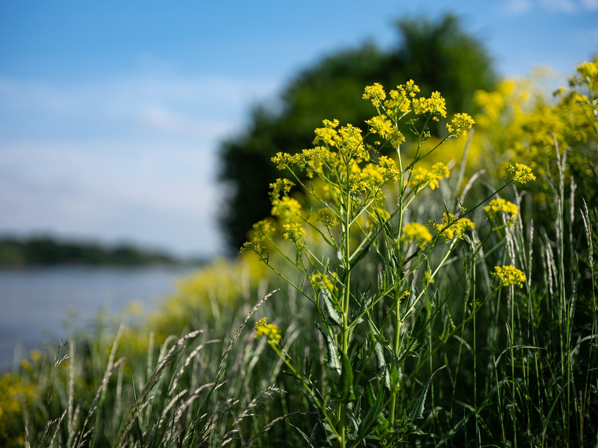 FujiFilm GF 55mm F1.7 R WR Fujinon