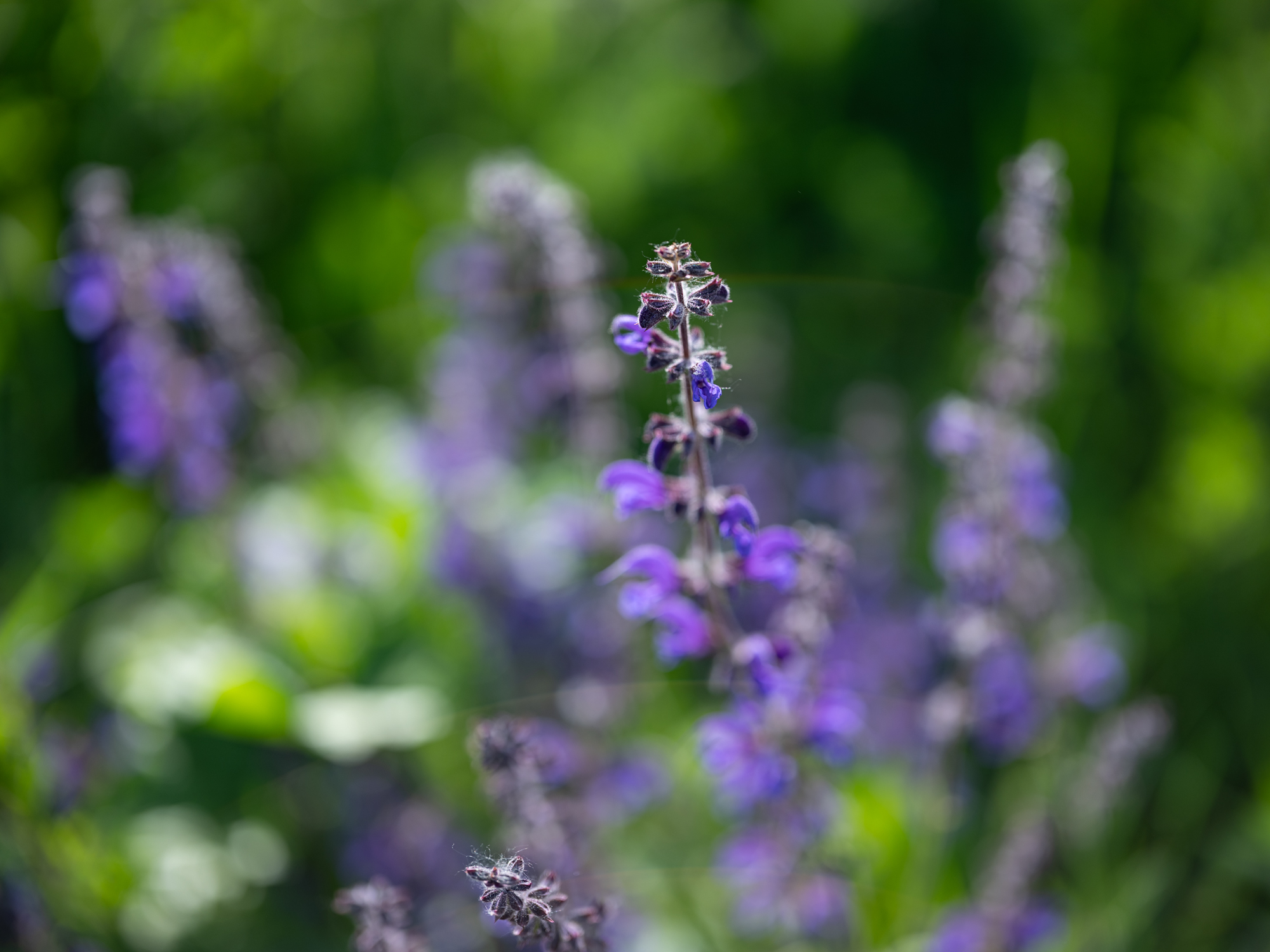 FujiFilm GF 55mm F1.7 R WR Fujinon