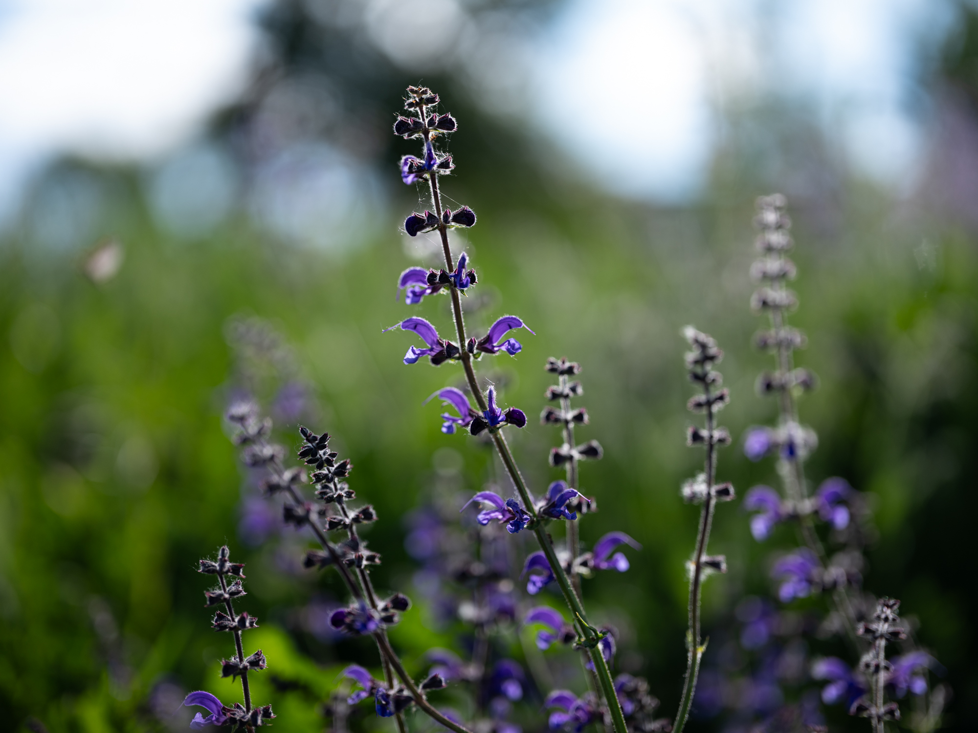 FujiFilm GF 55mm F1.7 R WR Fujinon