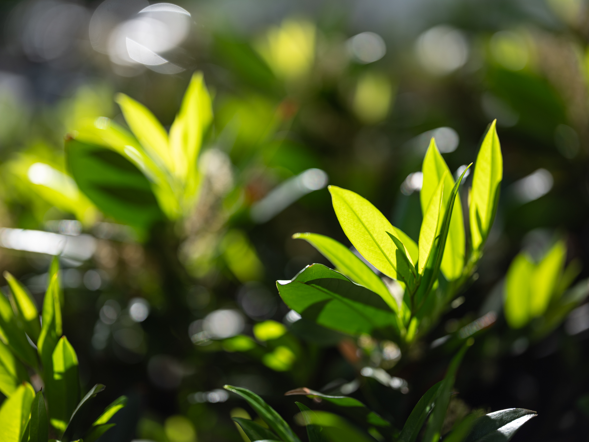 FujiFilm GF 55mm F1.7 R WR Fujinon