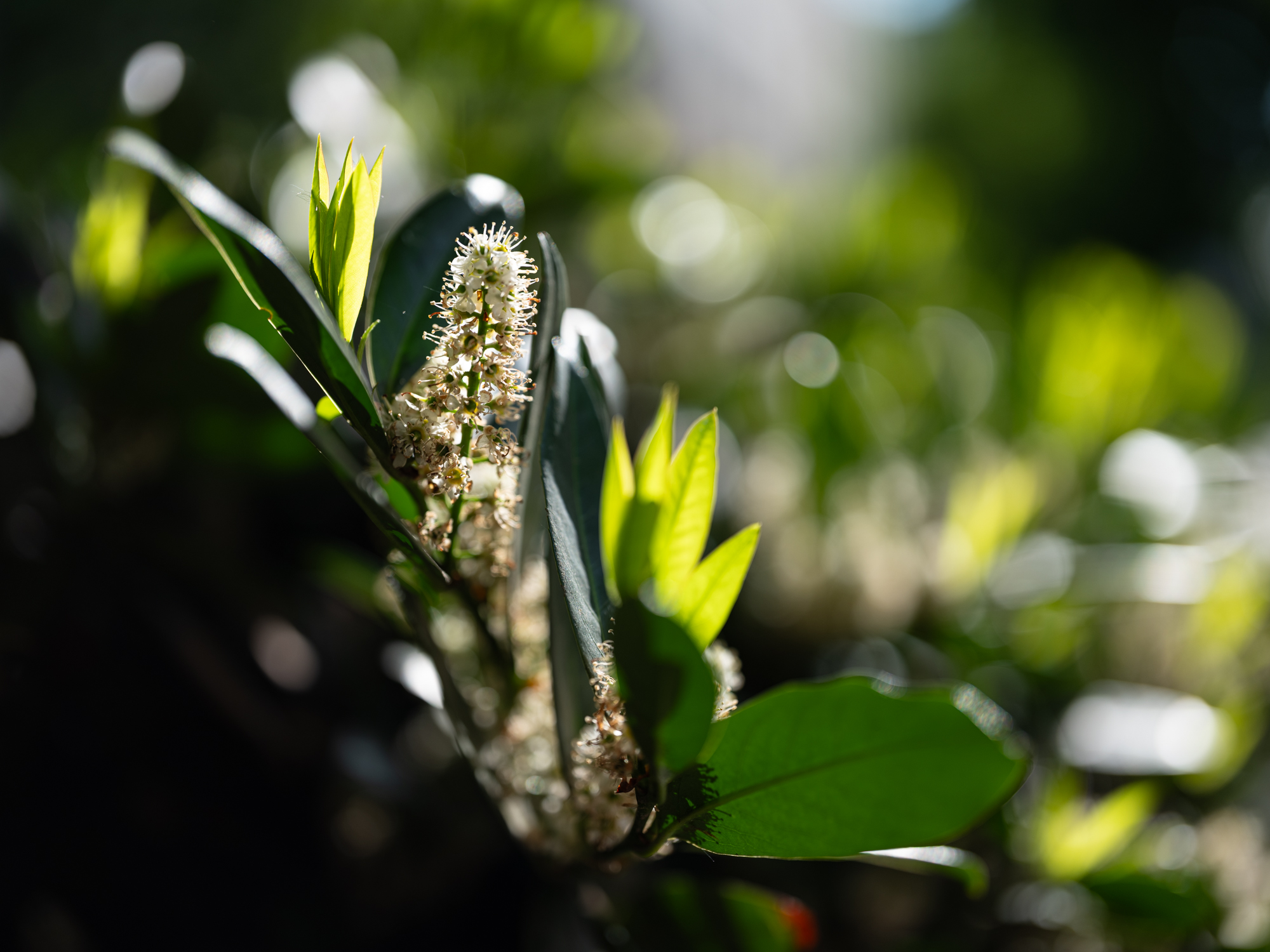FujiFilm GF 55mm F1.7 R WR Fujinon