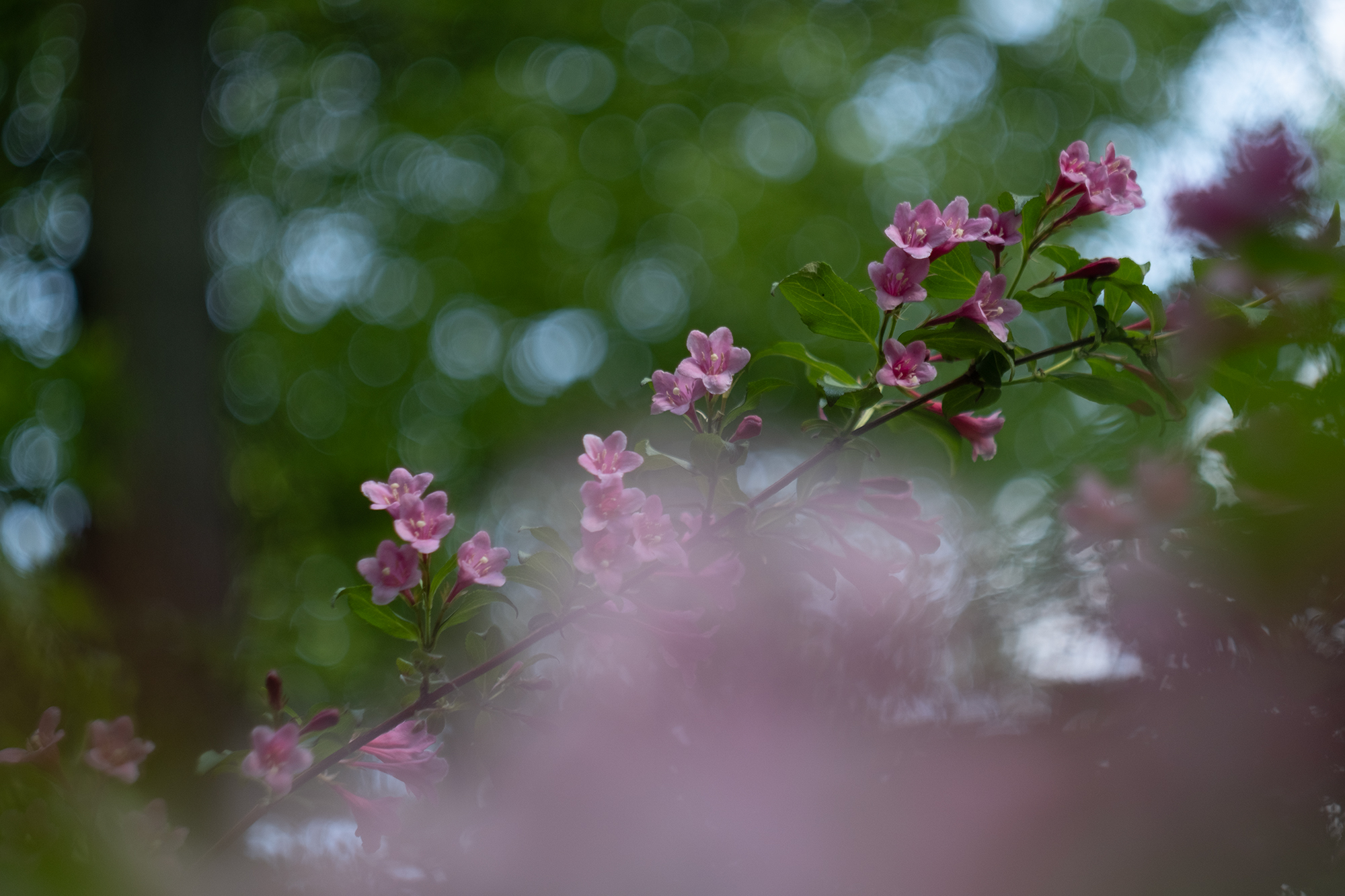 Fujifilm X-H2 i Biotar 58mm F2 T Carl Zeiss Jena z 17 listkową przysłoną