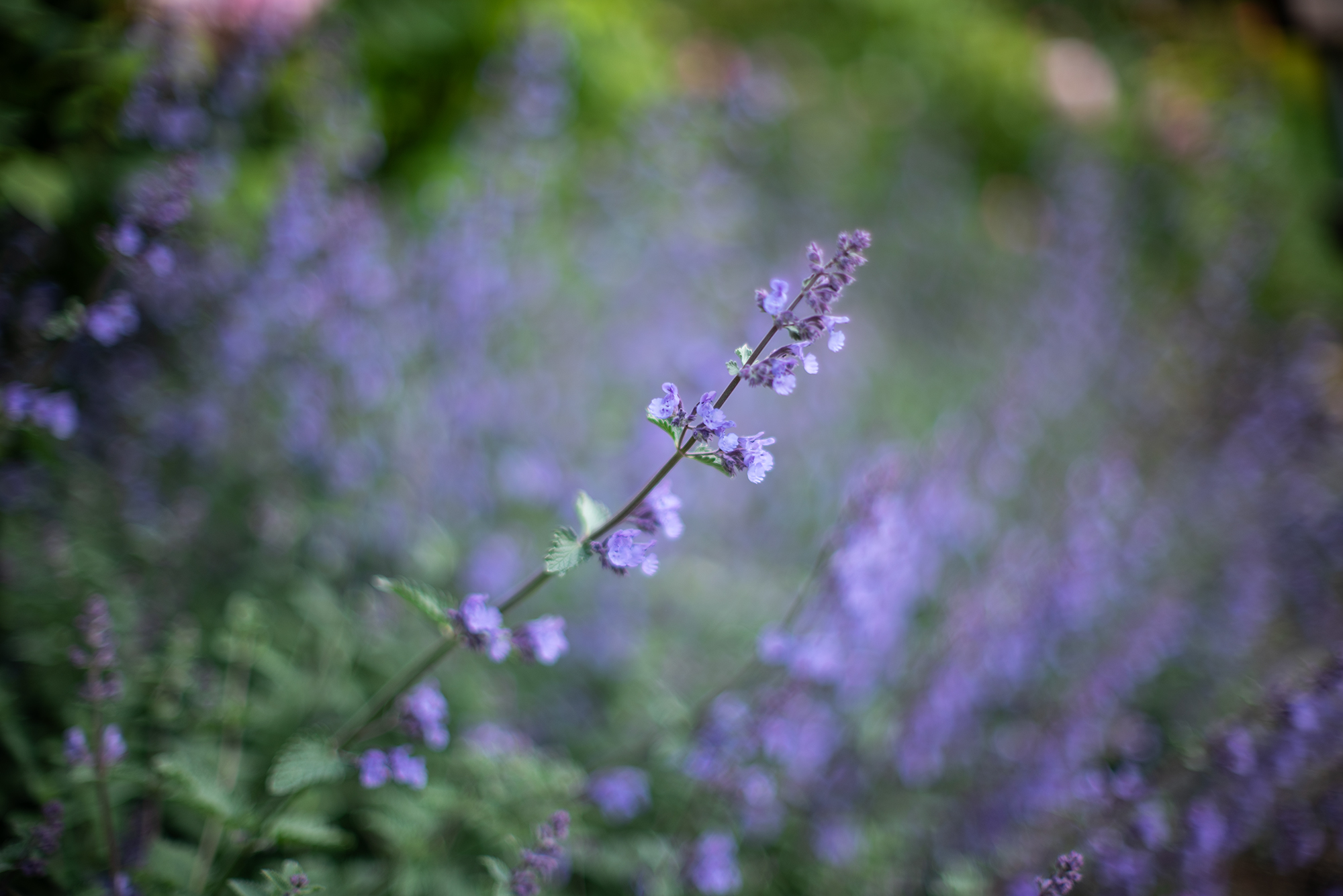 Nikkor 50mm F1.2 AI-s na lustrzance Nikon D750